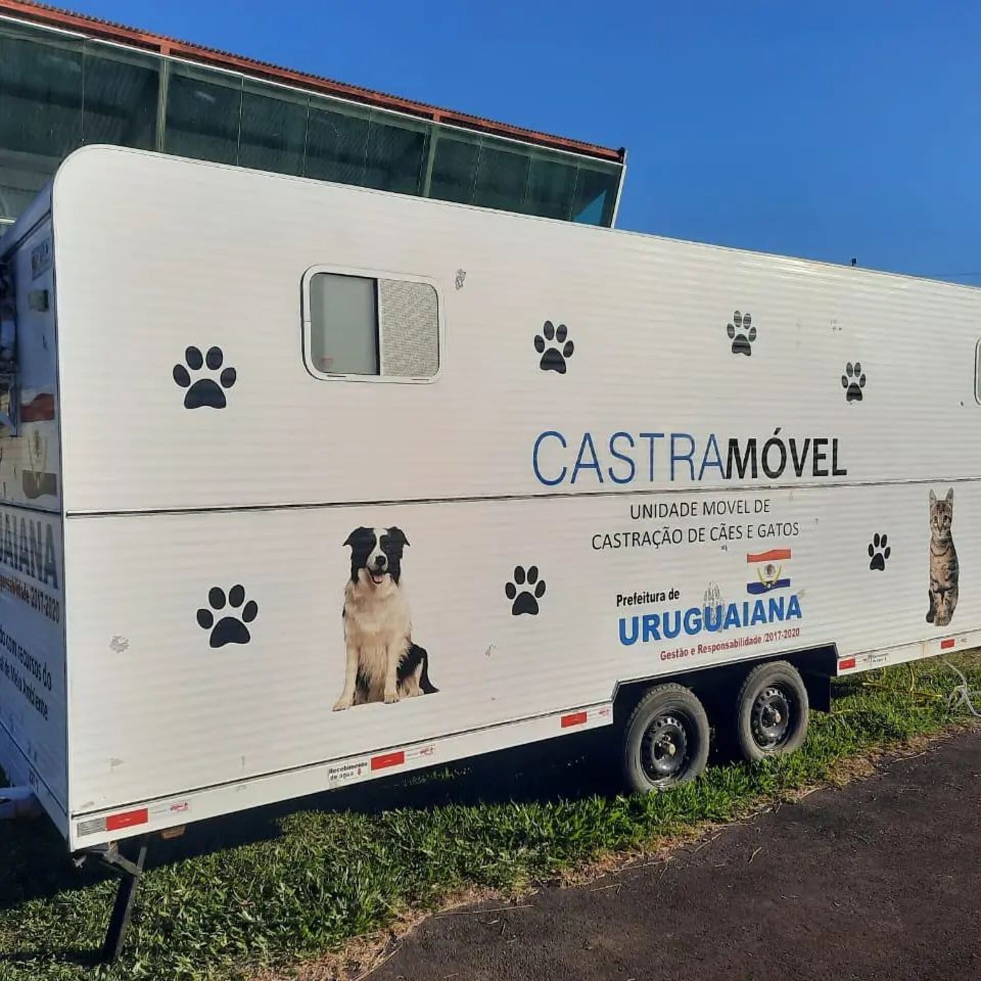 Cães e gatos podem ser castrados.