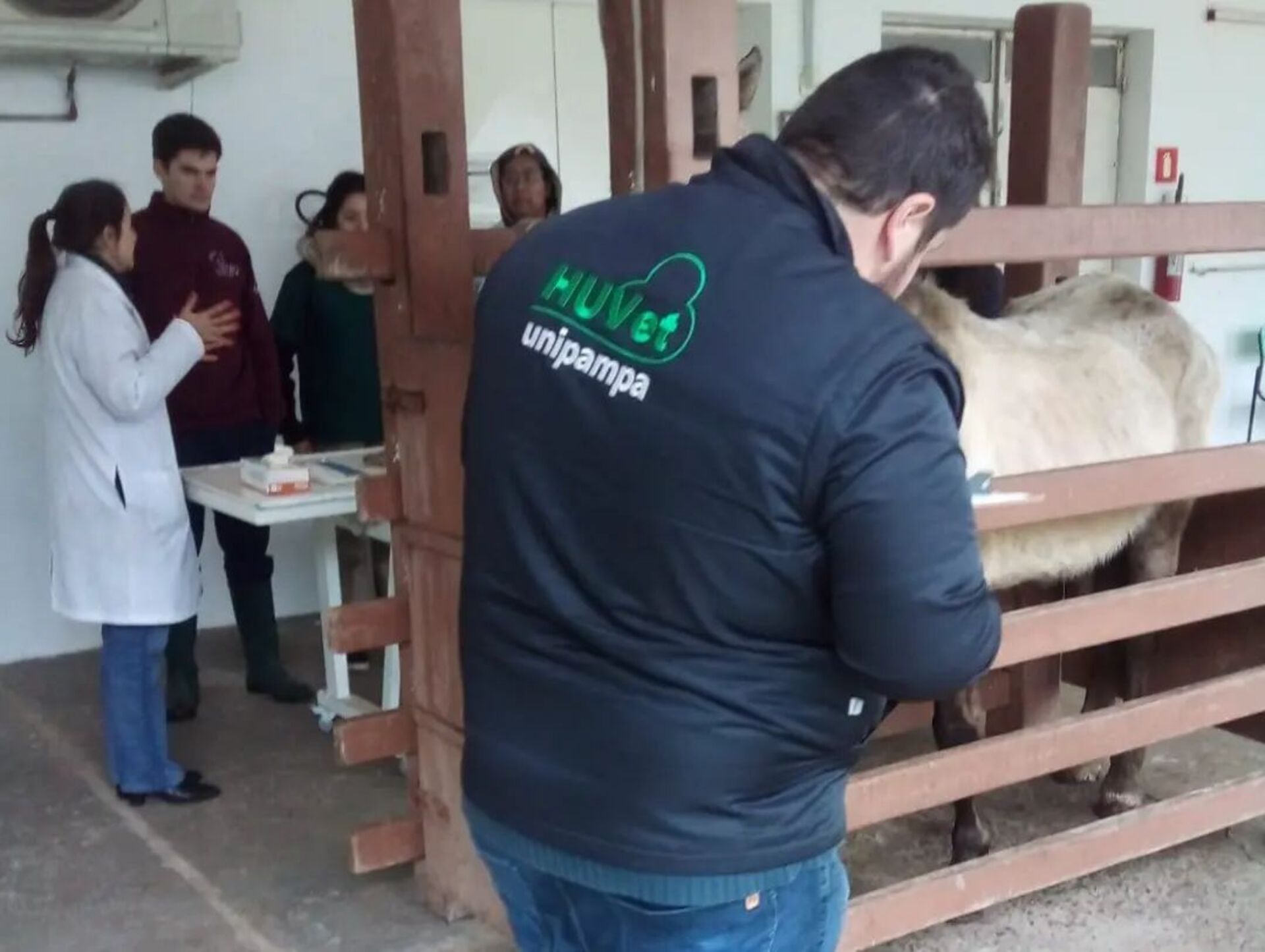 Foram microchipados 920 animais sendo 620 cachorros e 300 cavalos
