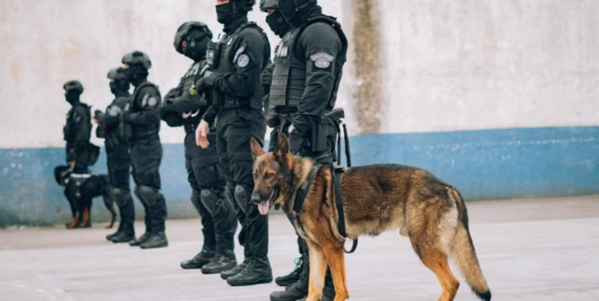 Os cães ingressam no sistema prisional com até um ano e meio de idade