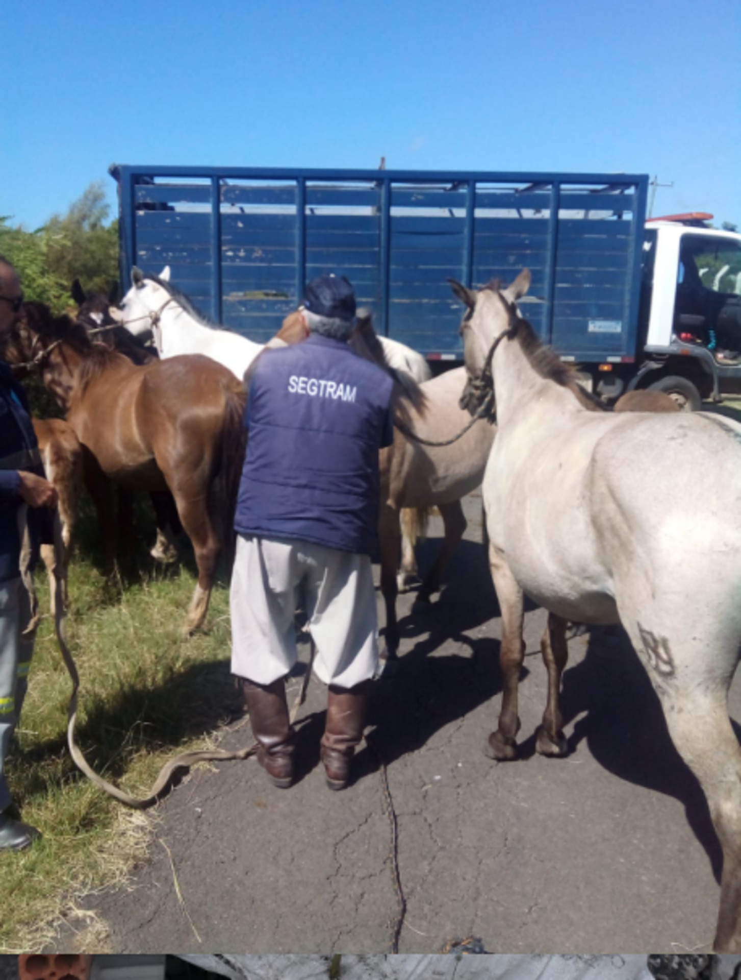 Nas imediações dos quartéis os animais atrapalhavam o trânsito oferecendo riscos.