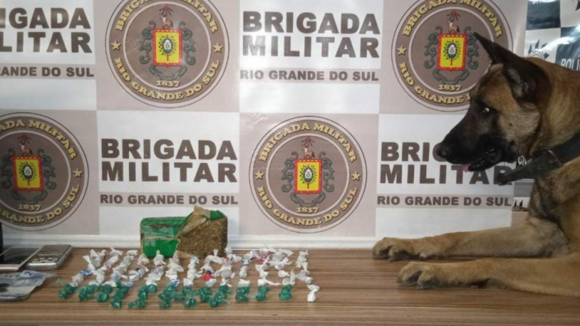 Os cães farejadores foram fundamentais em muitas das ações.