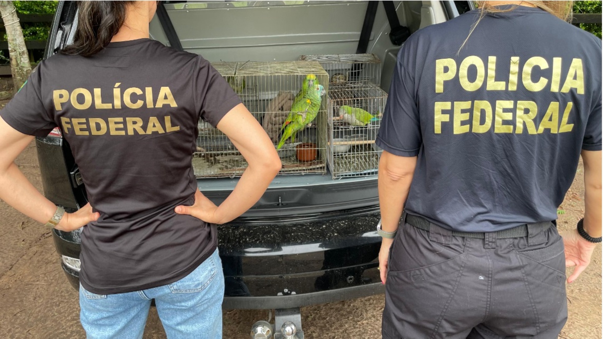 Dois papagaios, duas caturritas e uma coruja buraqueira foram apreendidos por estarem em condições de maus-tratos