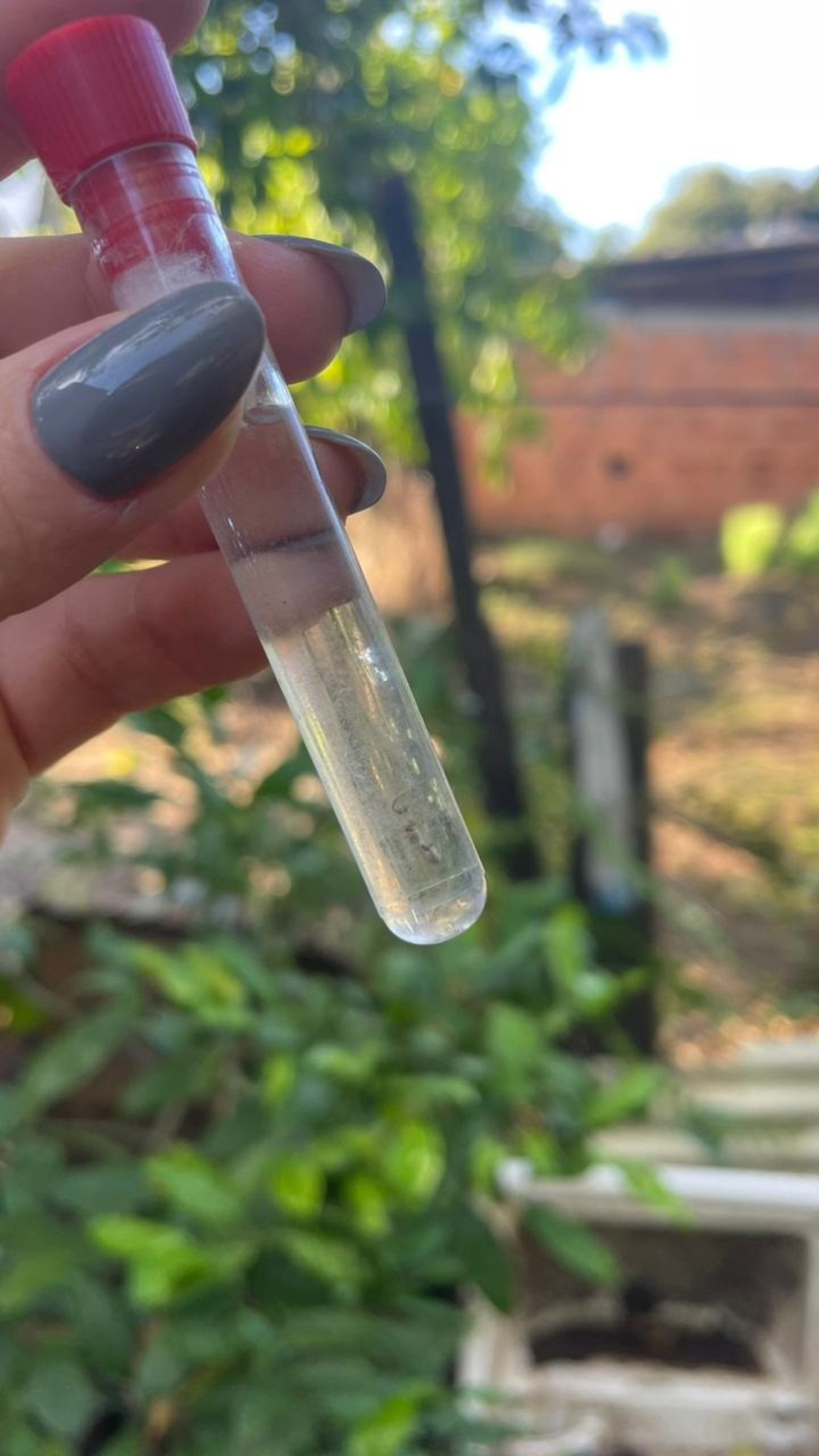 O município é considerado infestado pelo mosquito da dengue.