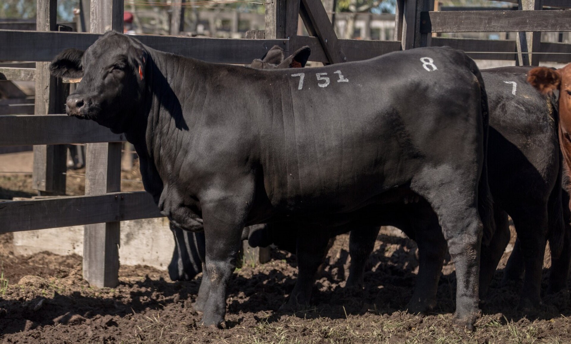 6.2 – Leilão contará com oferta de genética Brangus de diferentes criatórios