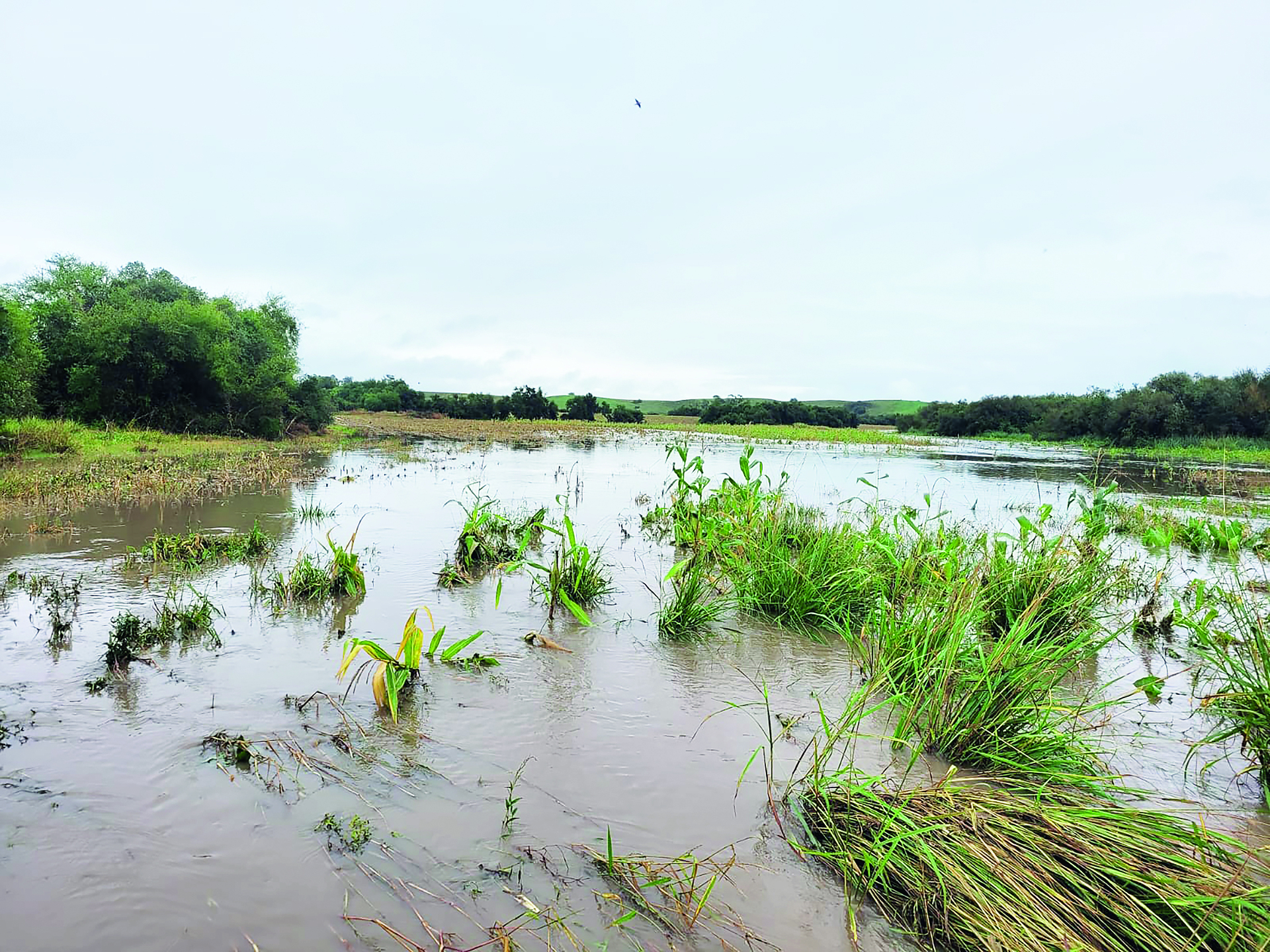 Excesso de chuva provocou perdas em todo o Rio Grande do Sul