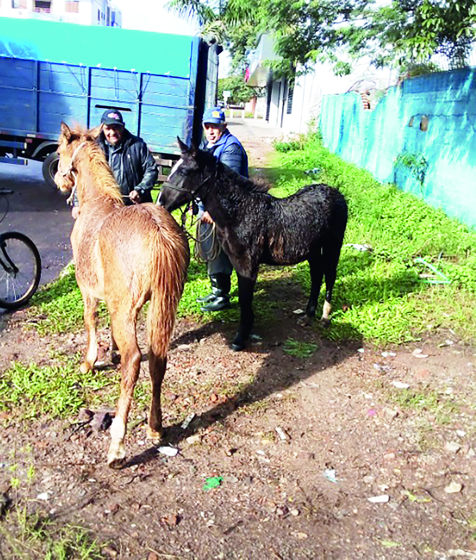 Cavalos soltos