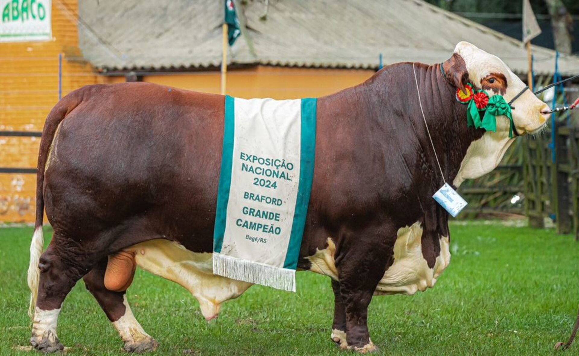 – Legenda: Pujantes animais passaram pelo crivo dos jurados