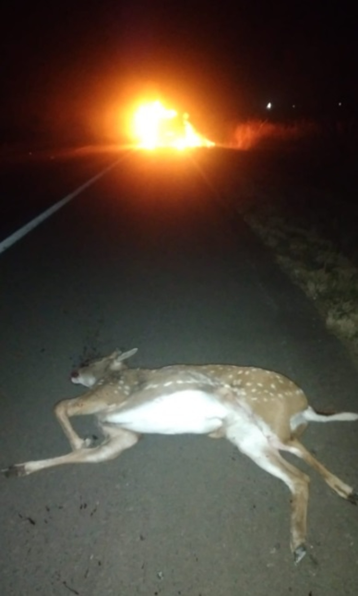 O veículo incendiou na pista após bater em um animal silvestre