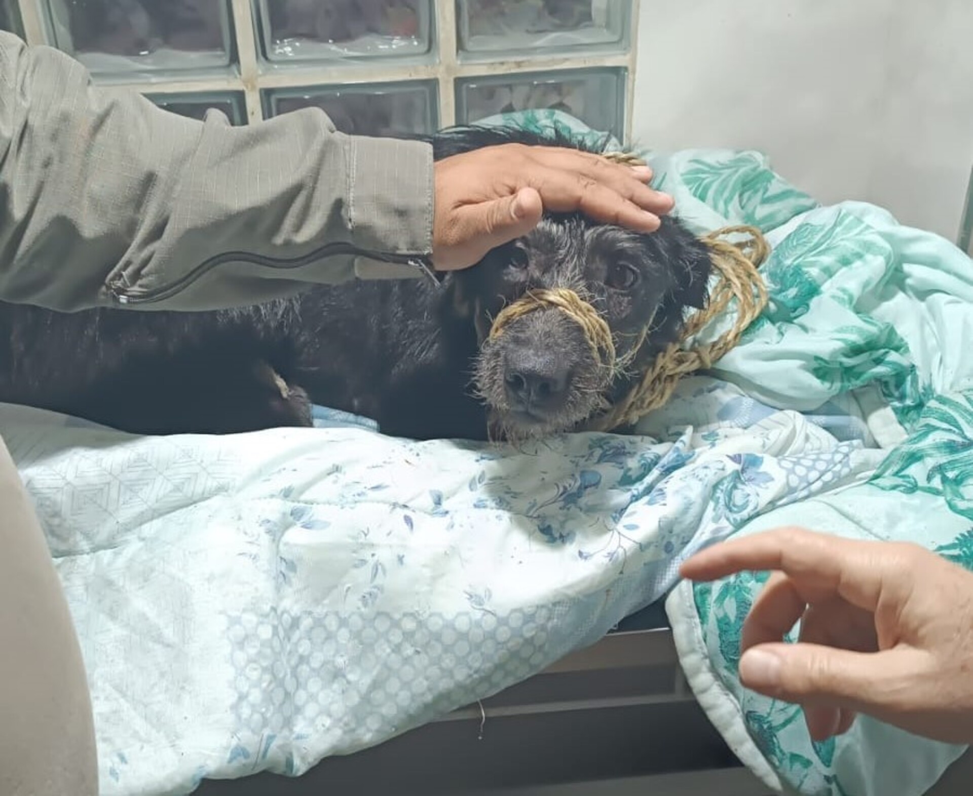 Cão foi resgatado com vida graças a Brigada Militar e ao Corpo de Bombeiros Militares de Uruguaiana