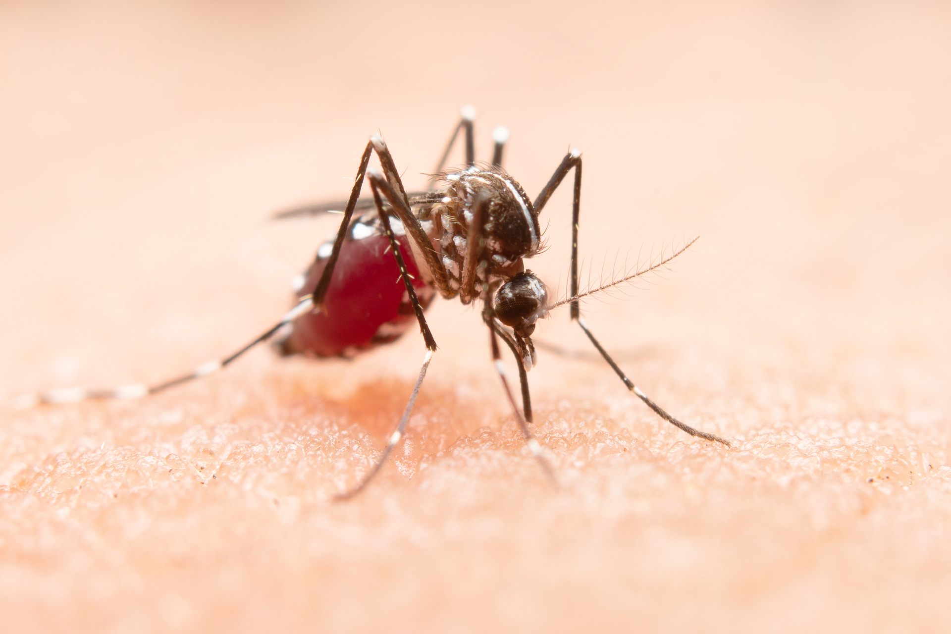 É importante manter os cuidados contra o mosquito Aedes Aegypti