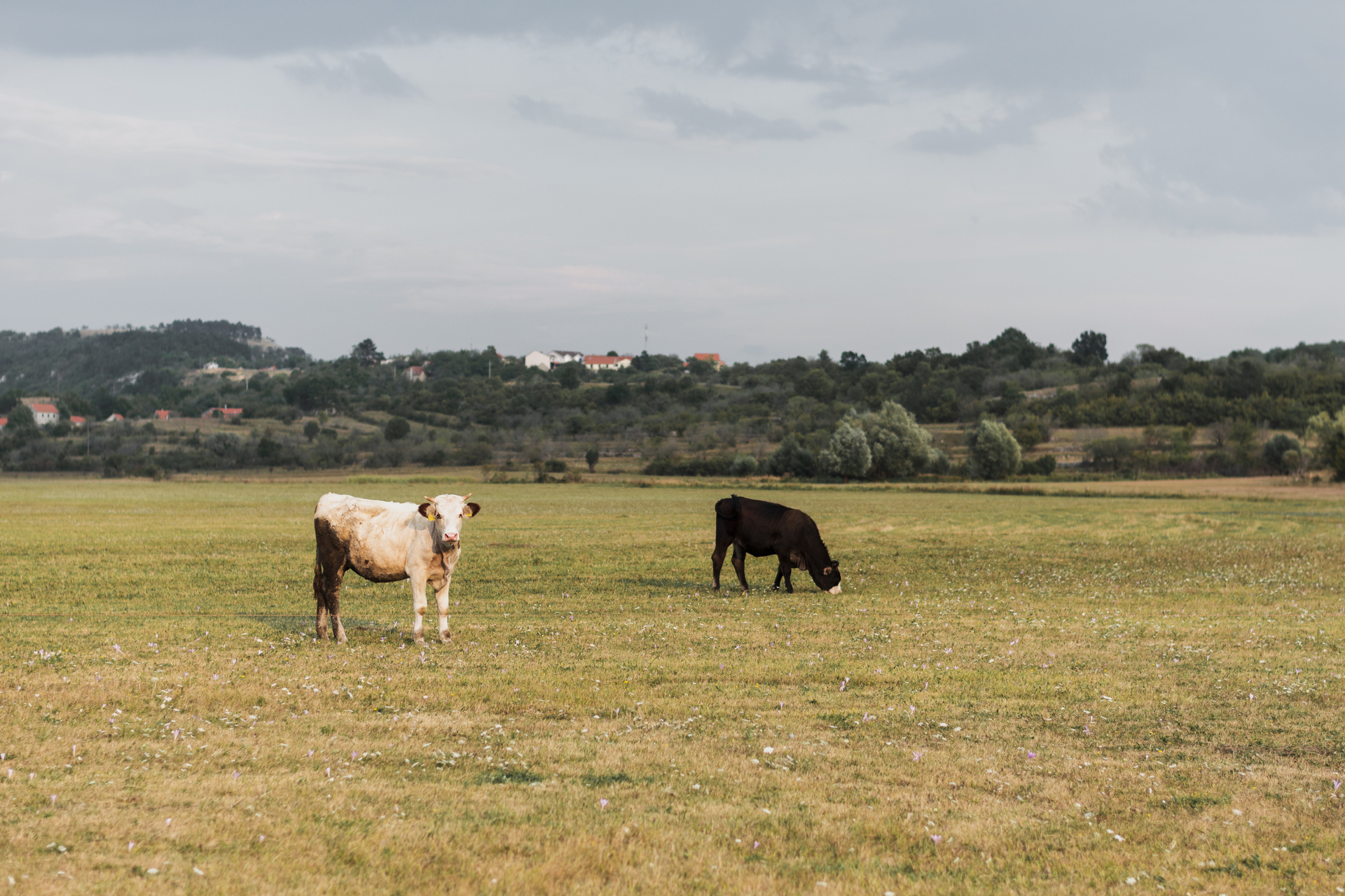 Além de tratar sobre temas de grande relevância, como pecuária familiar, o bioma Pampa e o desenvolvimento rural da região