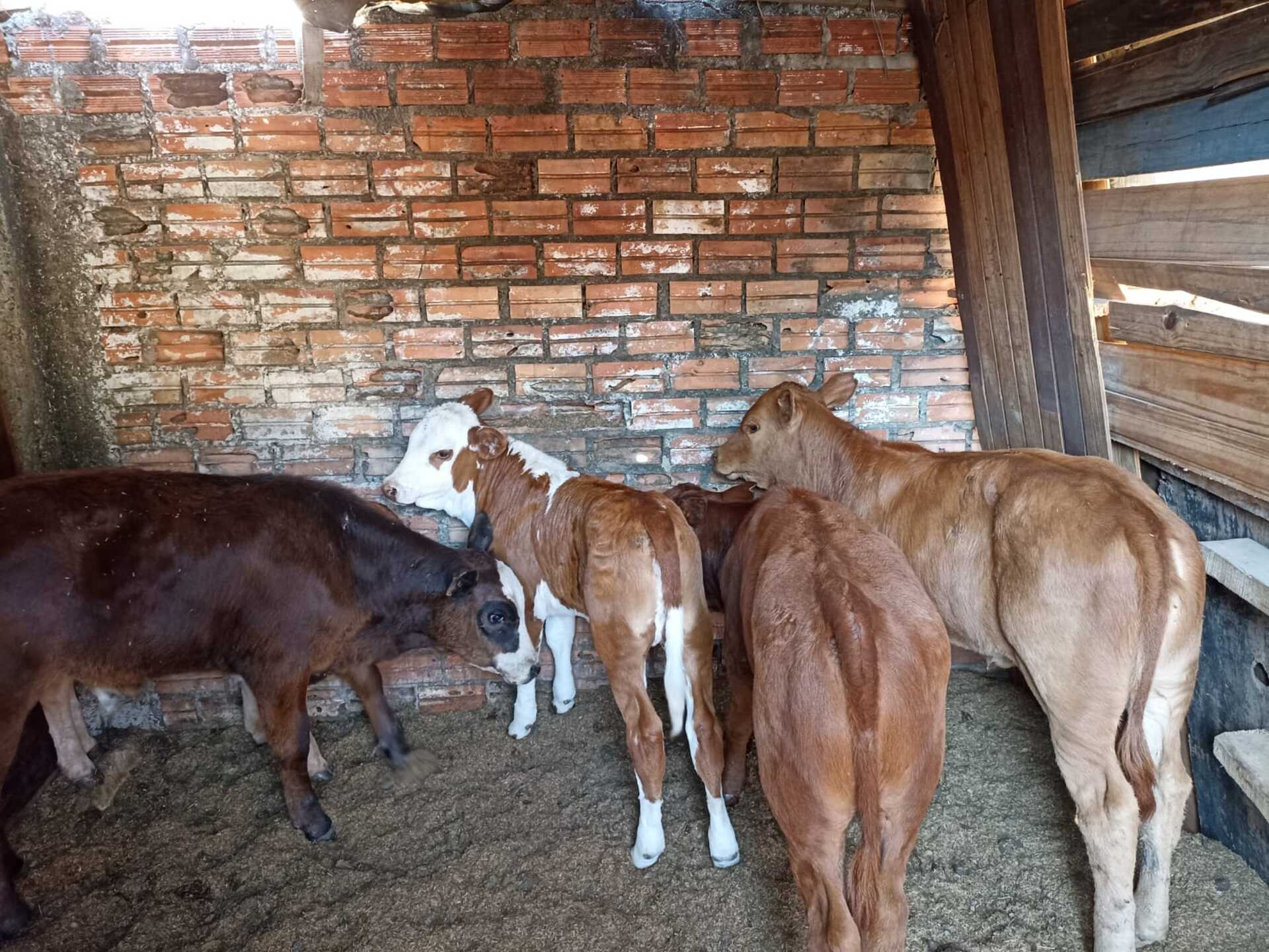 Parte dos animais furtados já foram recuperados