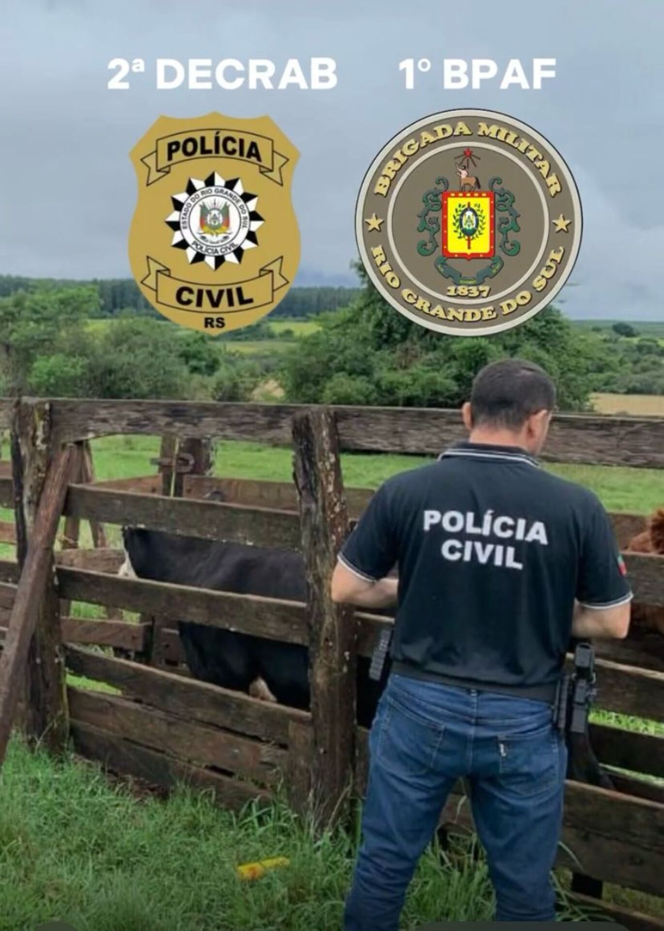 Interceptação de caminhão resultou na recuperação de 18 bovinos furtados.
