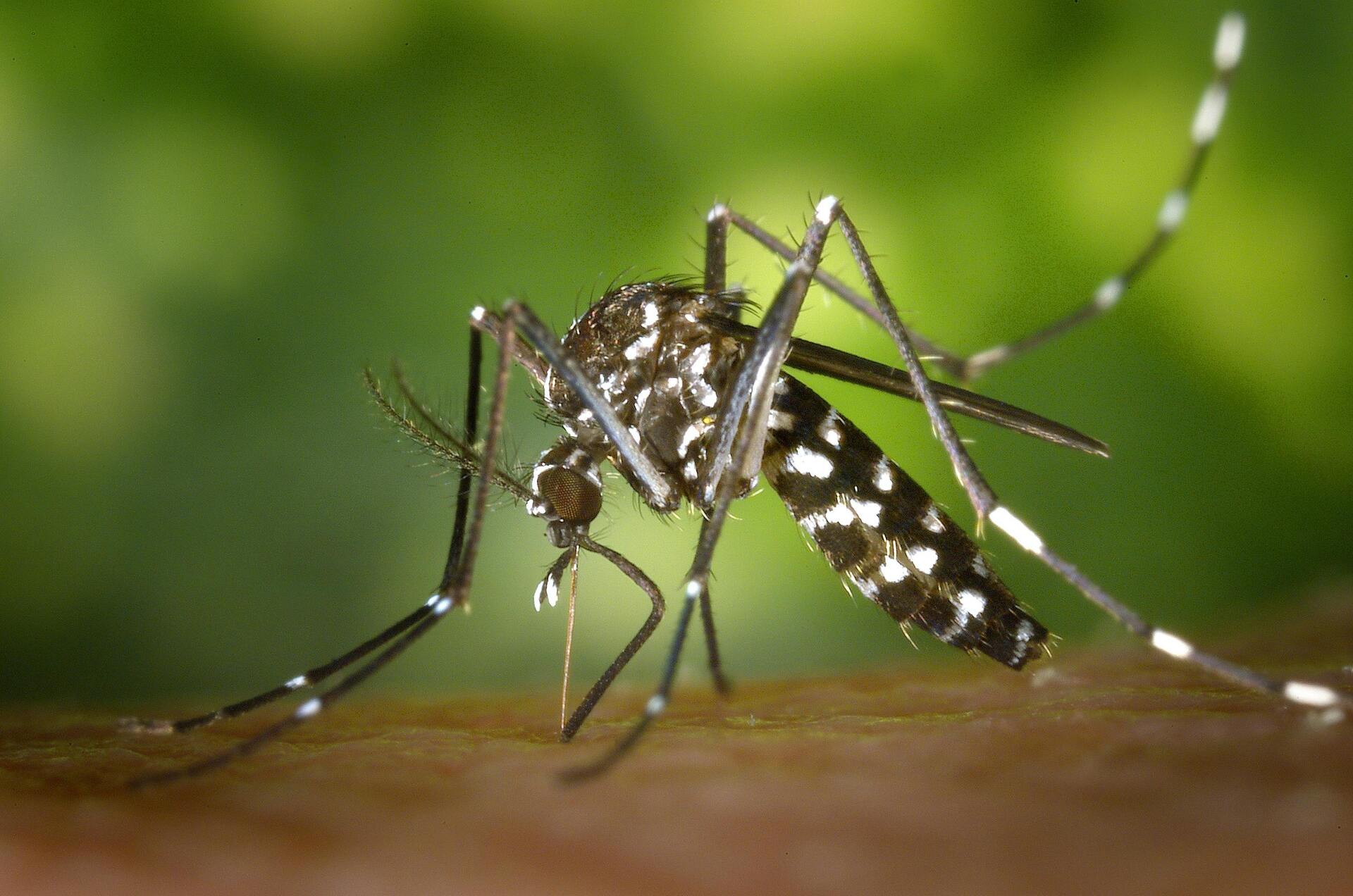 Entre 9 e 15 de março, Uruguaiana registrou quatro novos casos confirmados de dengue, chegando a 14 em 2025.