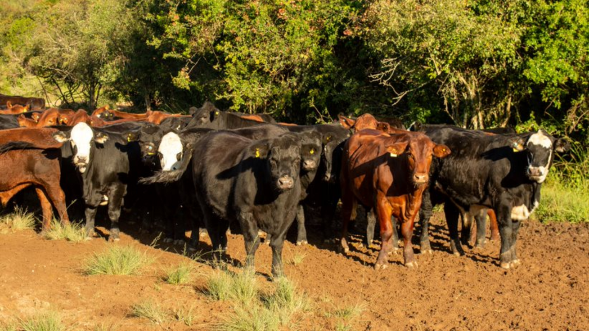 Na agricultura, o setor da soja deve sofrer maior perda monetária