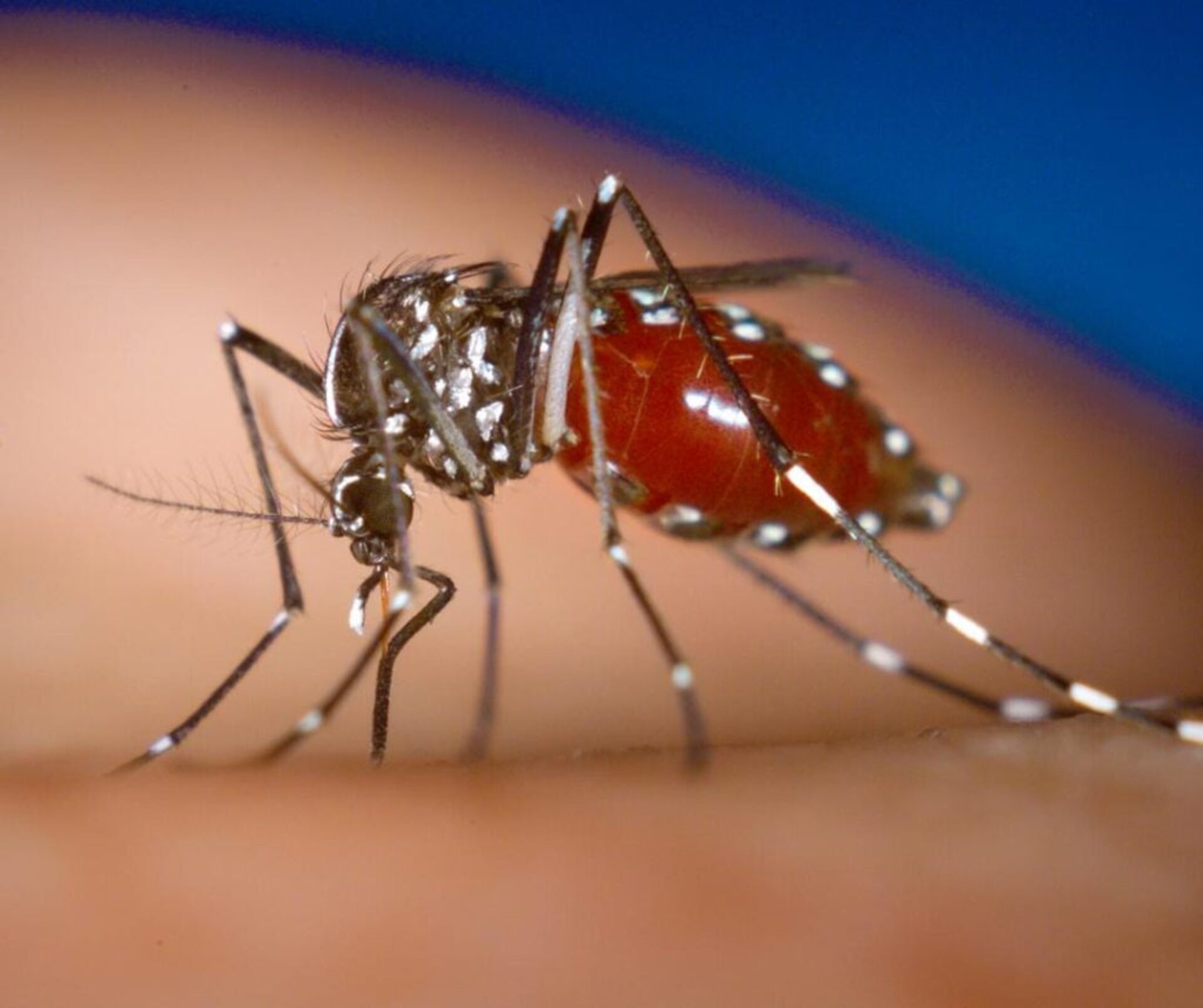 A Vigilância Ambiental em Saúde de Uruguaiana tem realizado diversas atividades para controlar a proliferação do mosquito.
