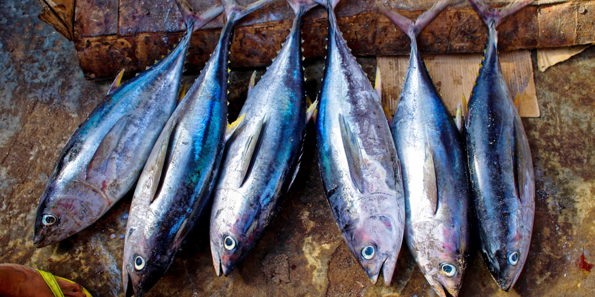 A Feira acontece durante três dias, com pescados a preços acessíveis e atrações culturais para o público.