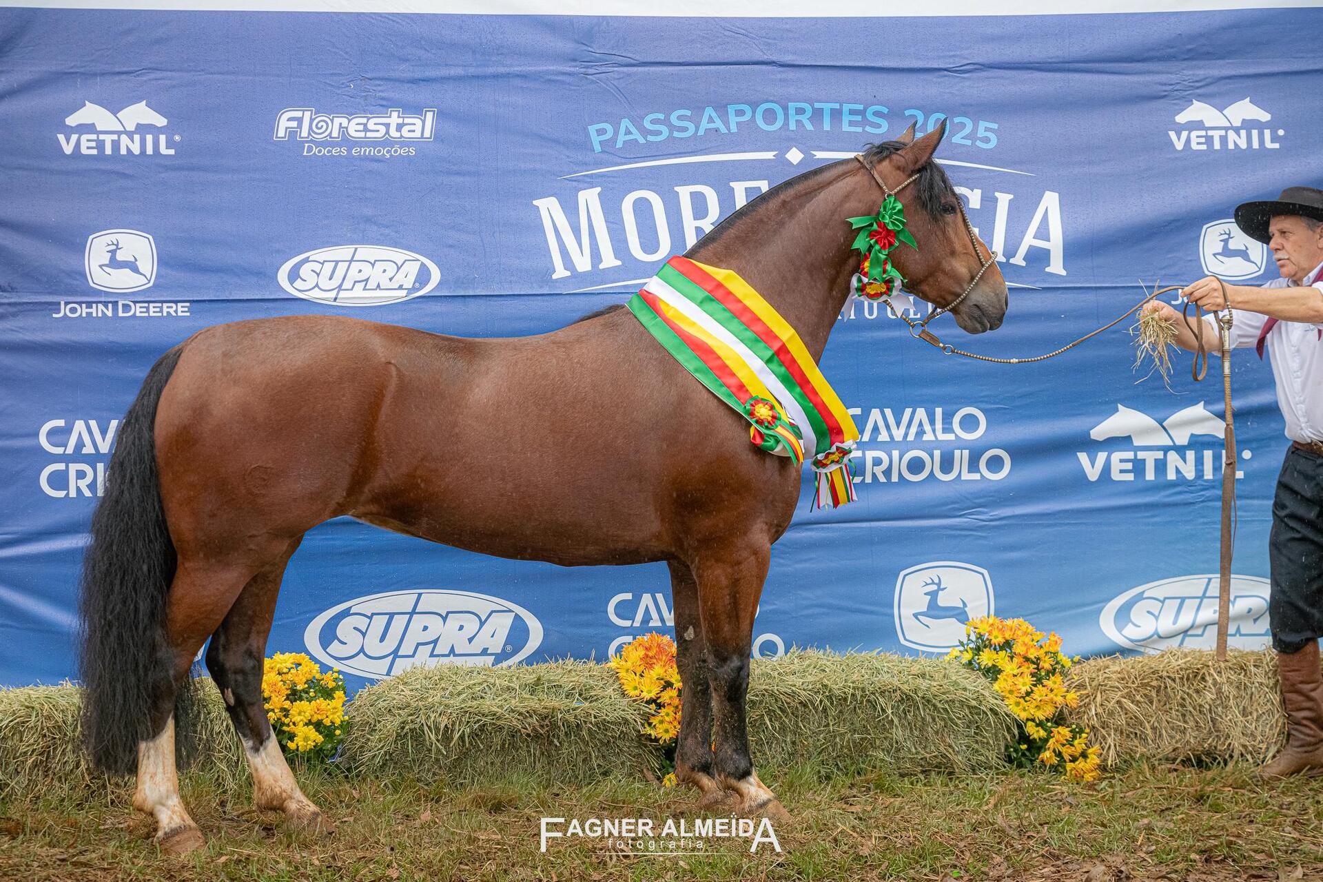 Que Guapa do Ribeirão Bonito, Grande Campeã, Campeã Égua Adulta e Melhor Exemplar da Raça.