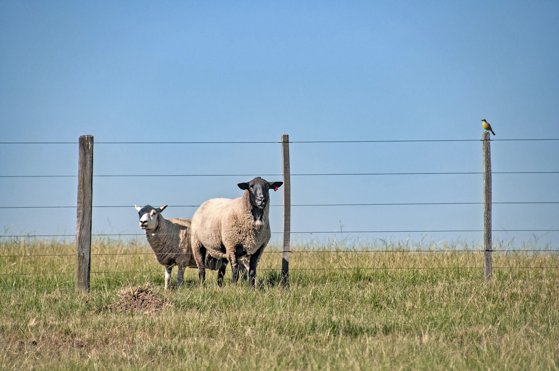 Evento aborda desafios e oportunidades para a cadeia da carne ovina