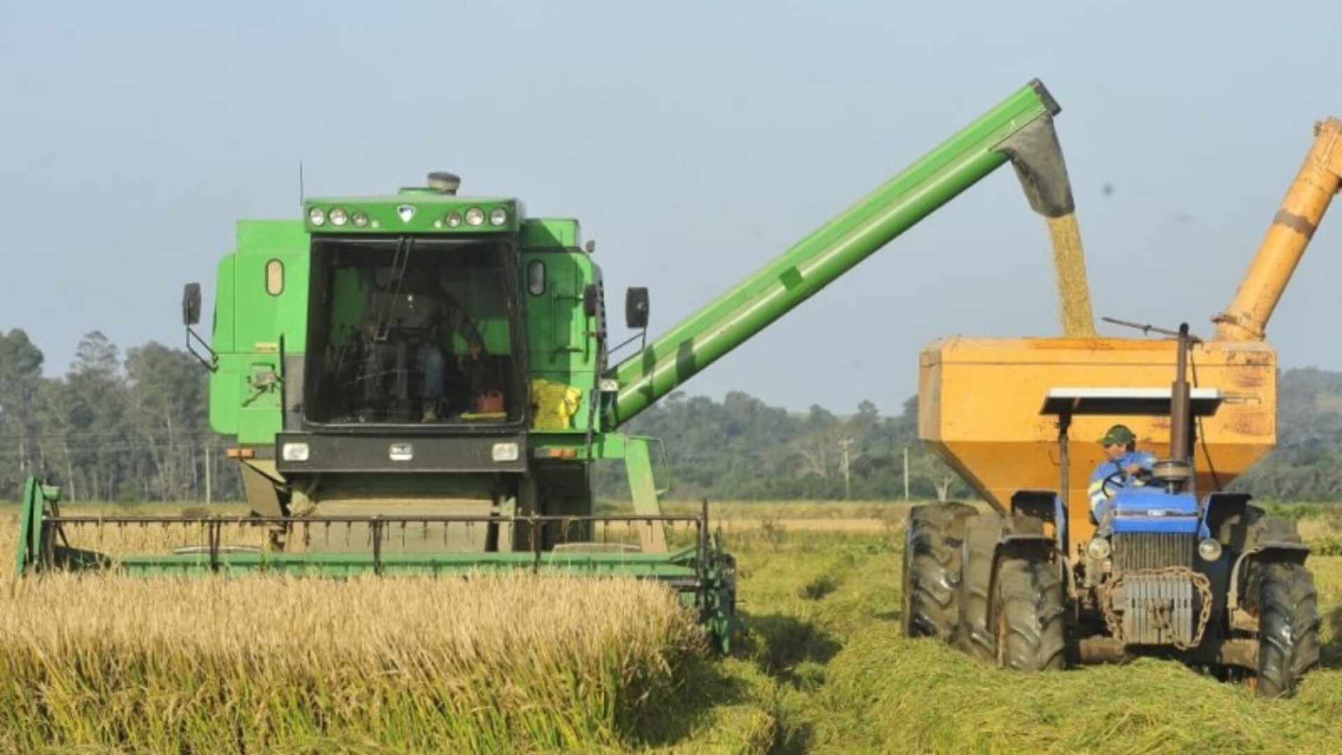 Entre as regiões arrozeiras do estado, a Planície Costeira Externa se destaca como a mais adiantada no processo de colheita.