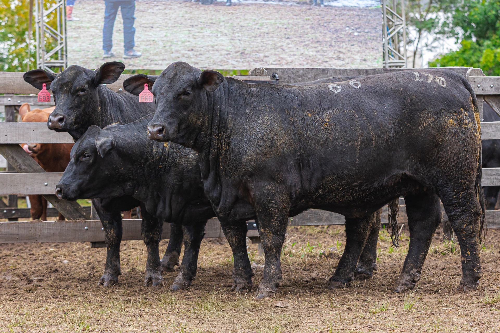 Fazenda Basso e Pancotte, de Soledade, conquista o título entre as novilhas maiores, com o trio do box 170.