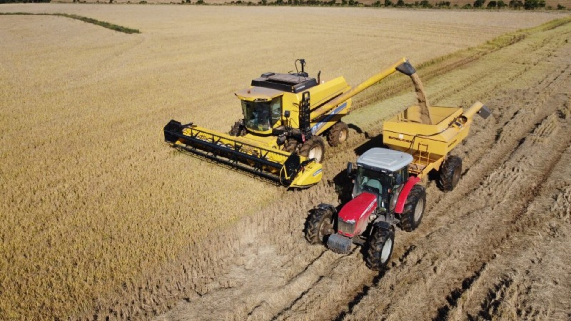 Planície Costeira Externa e Fronteira Oeste já colhem mais de 99% da área cultivada nesta safra. Região Central ainda concentra maior parte por colher.