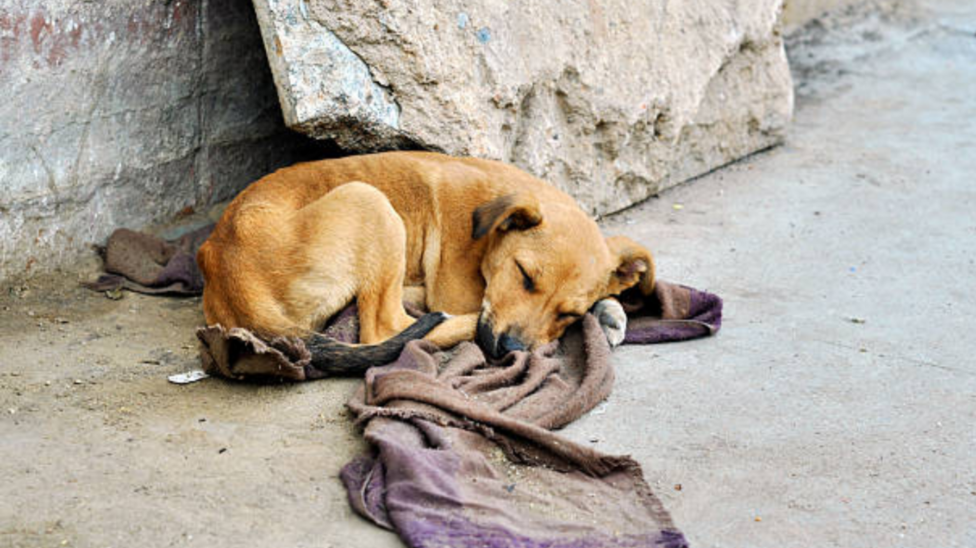 Projeto de lei quer facilitar denúncias de crueldade e abandono de animais.