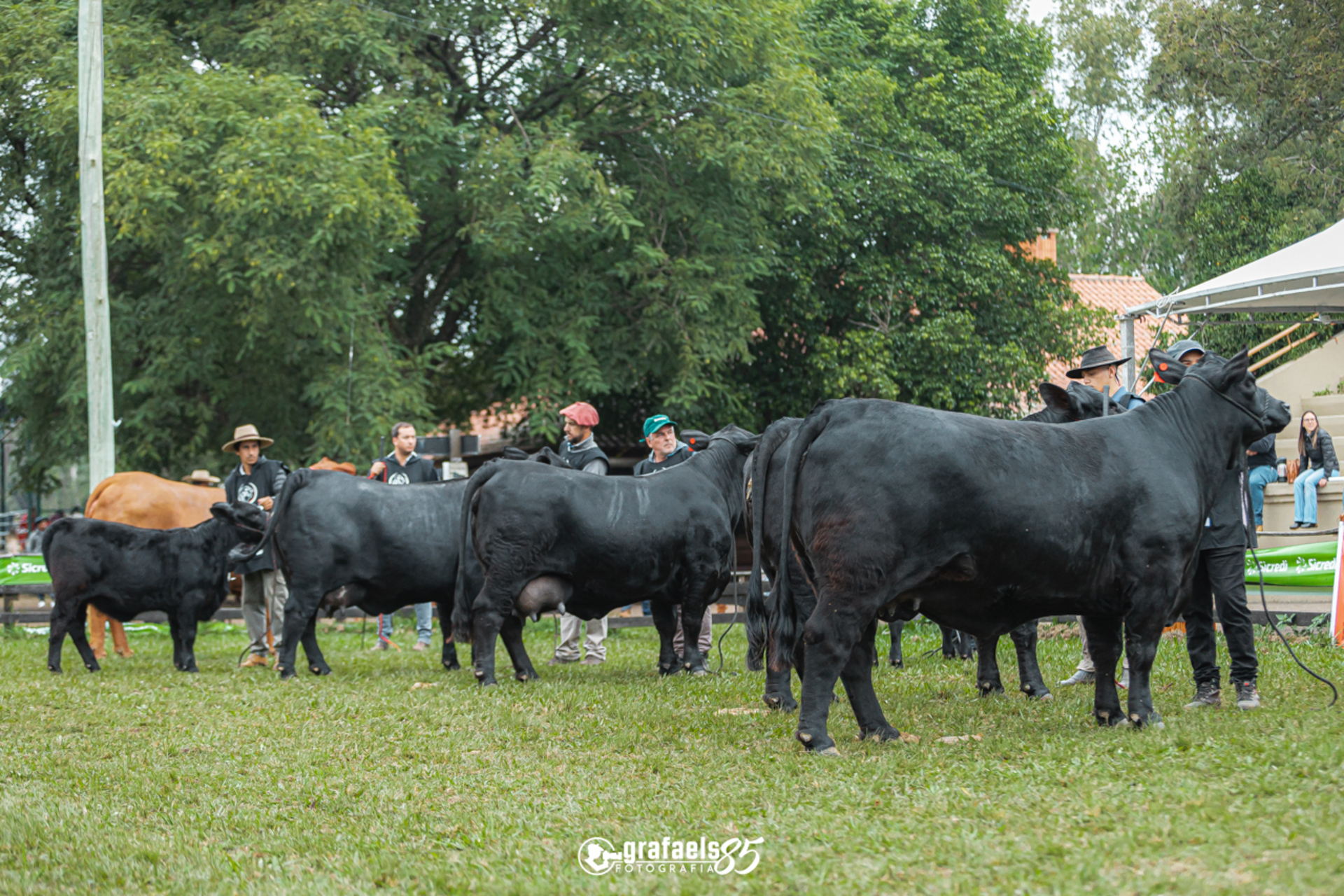 ExpoBrangus 2025 em Uruguaiana contará com três dias de julgamentos e leilão de animais de elite.