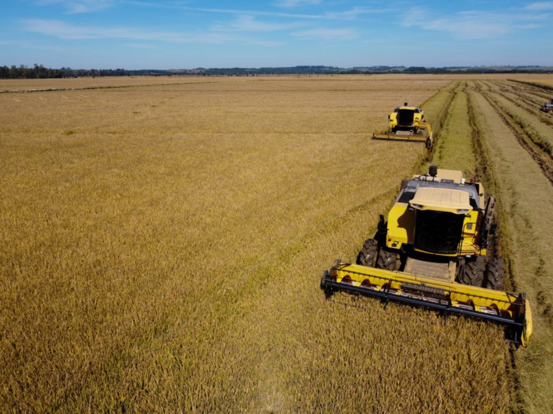 Fronteira Oeste já retirou das lavouras 96,83% do arroz plantado