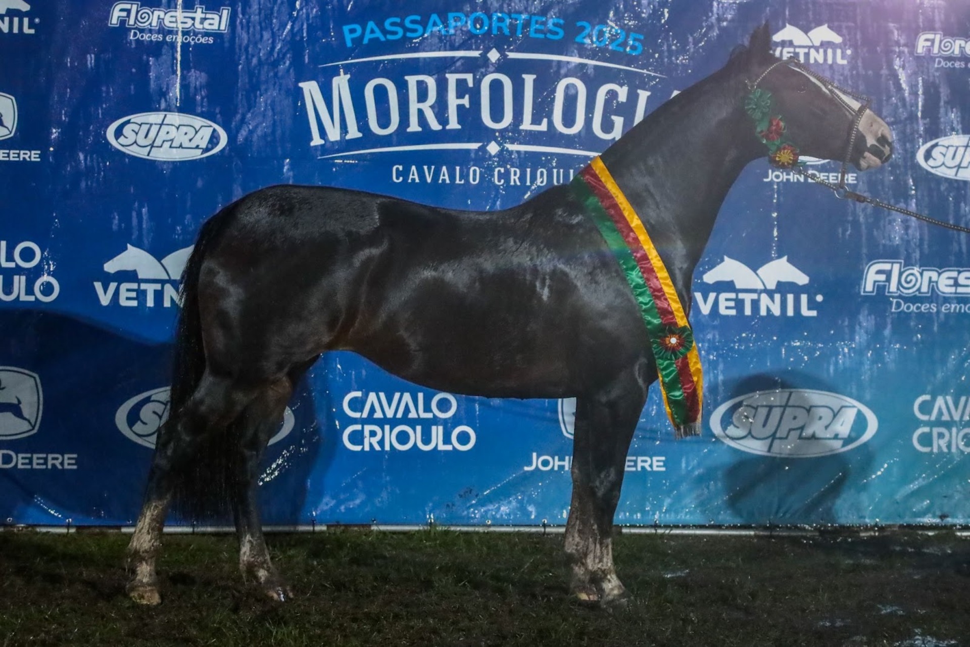Mesmo com pista encharcada, Uruguaiana seleciona oito cavalos para a final nacional da Morfologia; Basco Inocêncio se destaca como Melhor Exemplar da Passaporte.