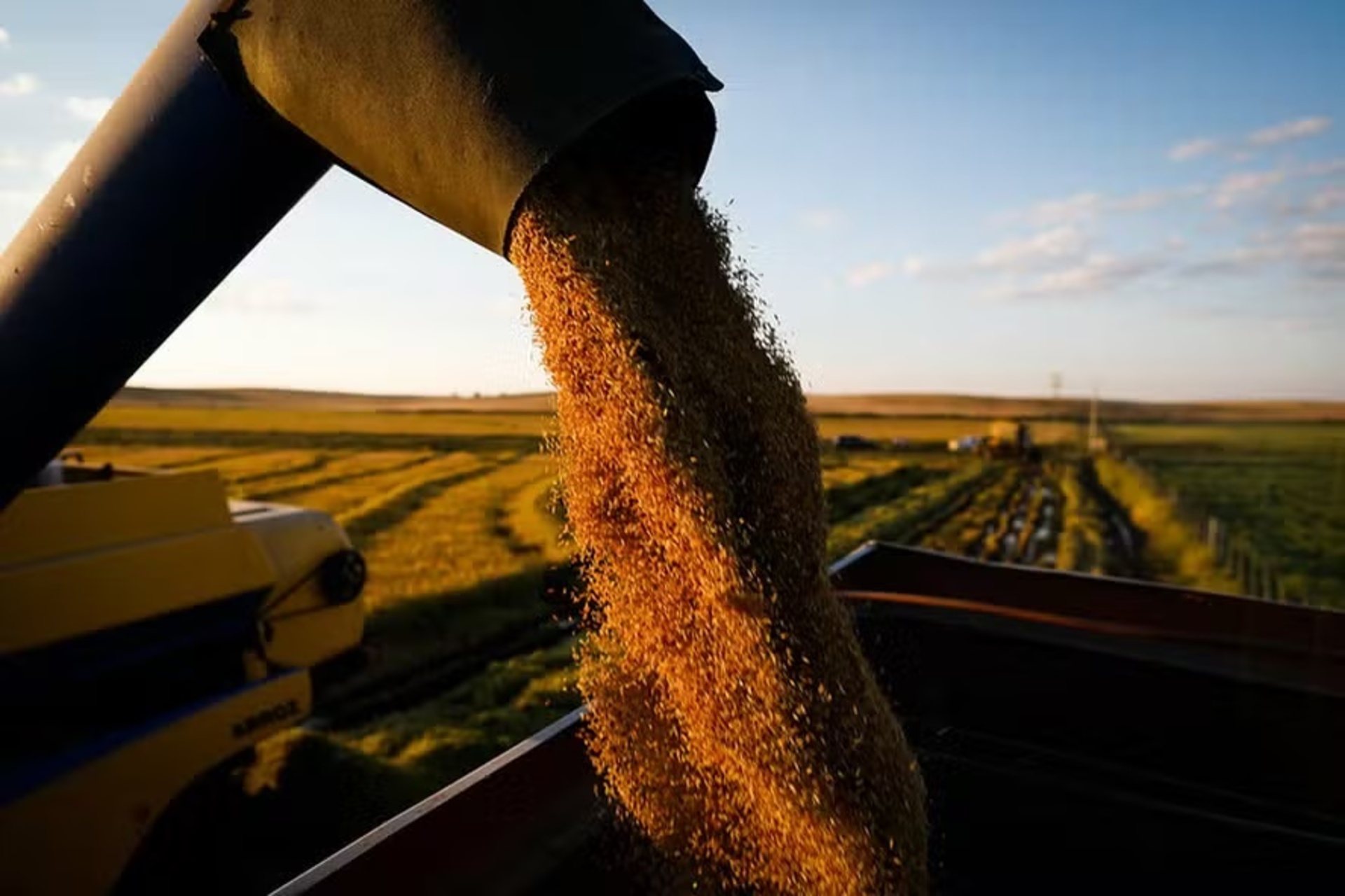 Estado já colheu mais de 920 mil hectares de arroz em 2025