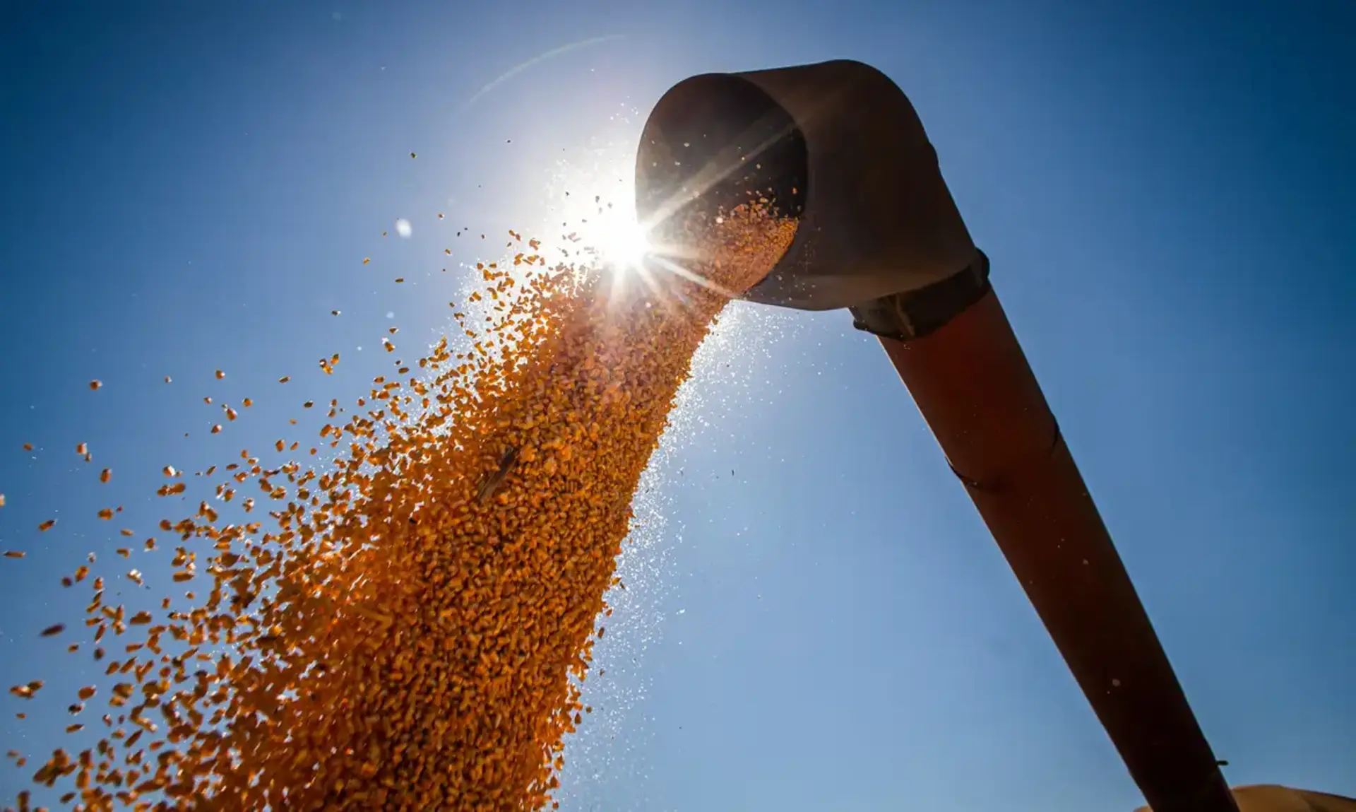 A safra de grãos 2024/2025 pode bater recorde com 336,1 milhões de toneladas, impulsionada pela alta produtividade e expansão das áreas cultivadas.