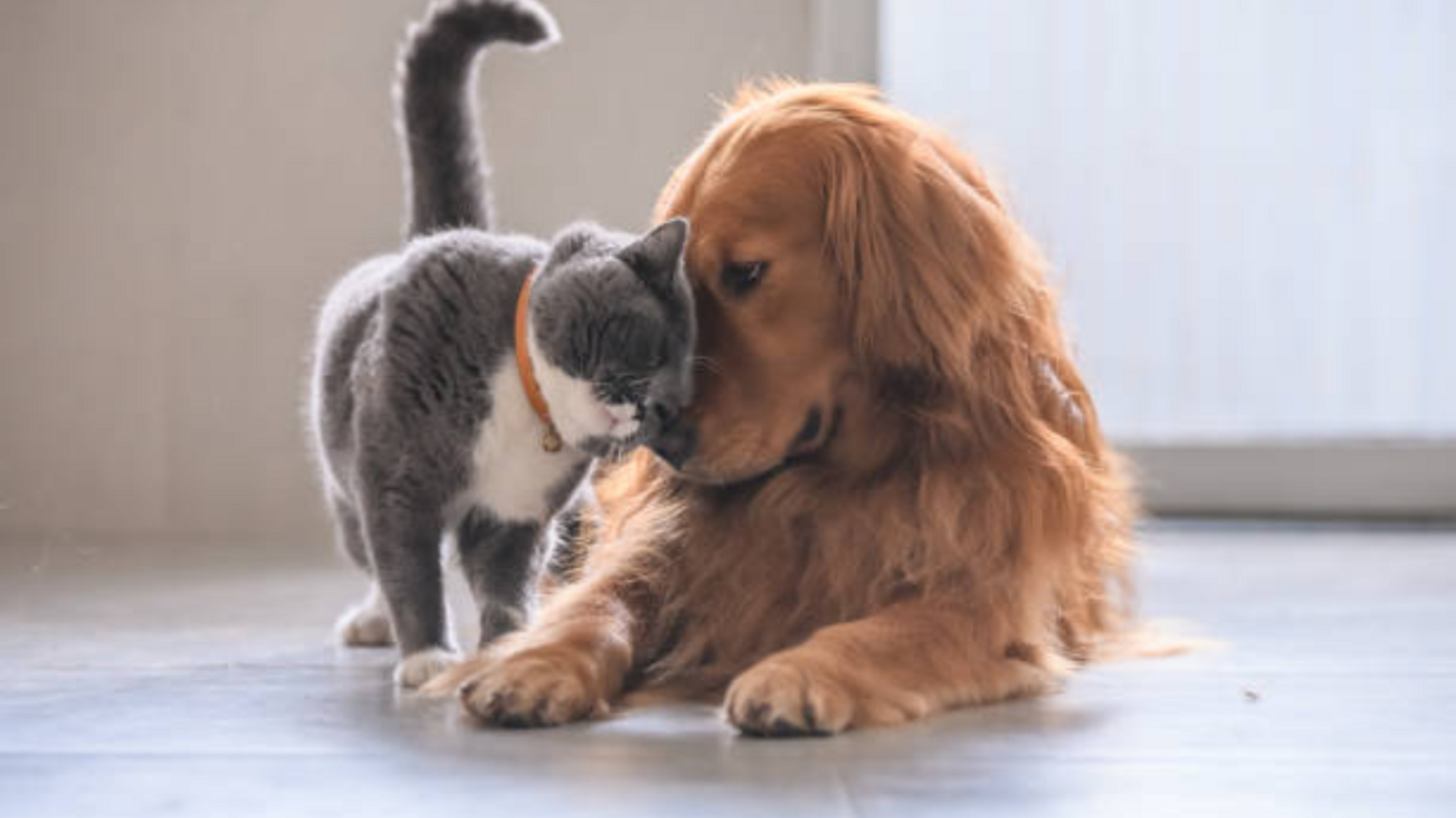 Assim como os humanos, cães e gatos podem contrair doenças respiratórias no inverno.