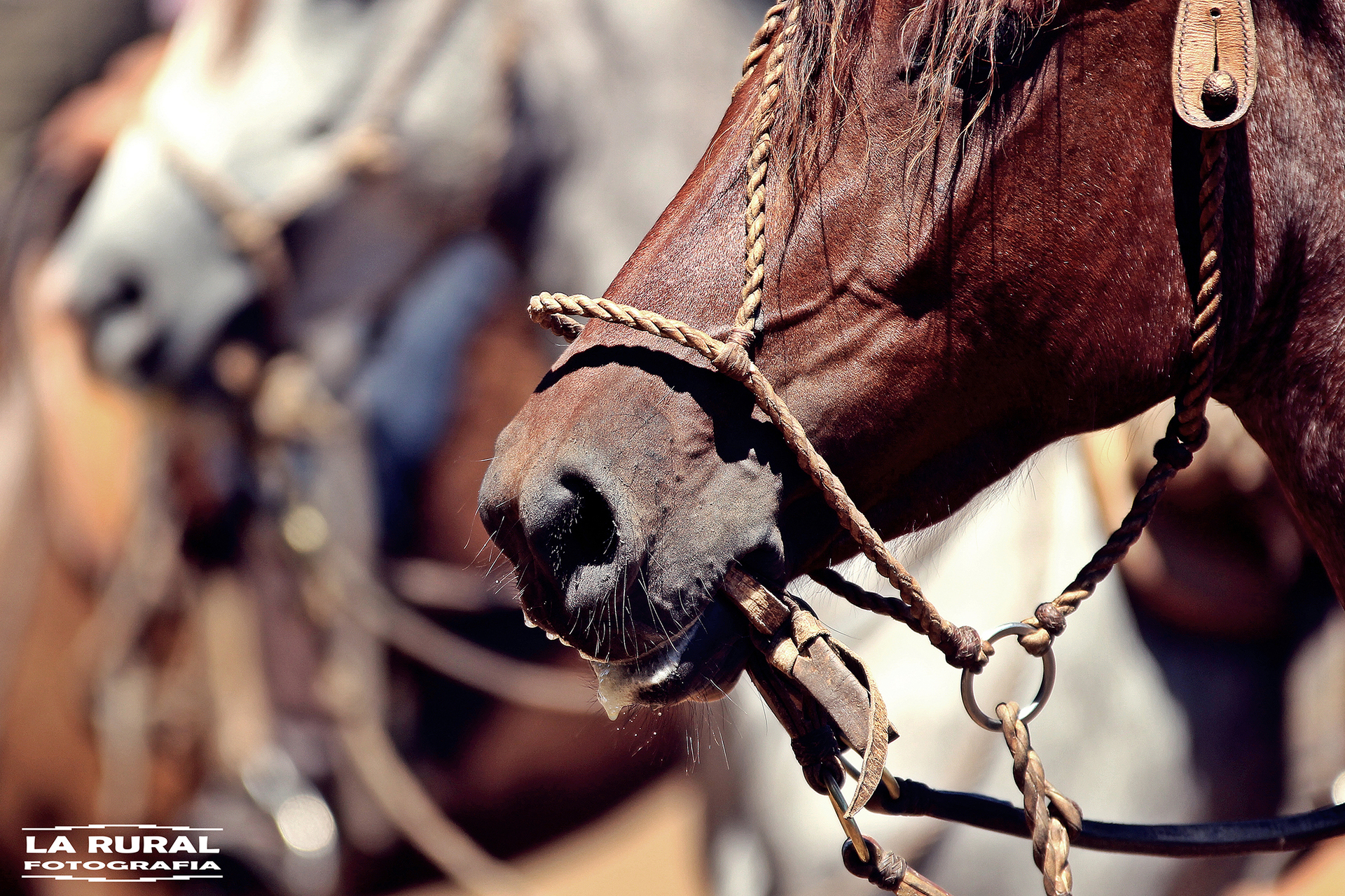 Neste sábado (14/6) começa a 23ª Marcha de Resistência do Cavalo Crioulo, a maior de todos os tempos, com 65 cavalos percorrendo 750 km por Jaguarão e região.