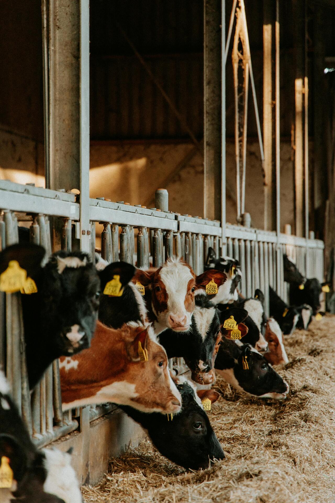 A entrega do documento é obrigatória e contempla informações sobre o produtor, dados gerais da propriedade e formulários específicos para cada espécie criada