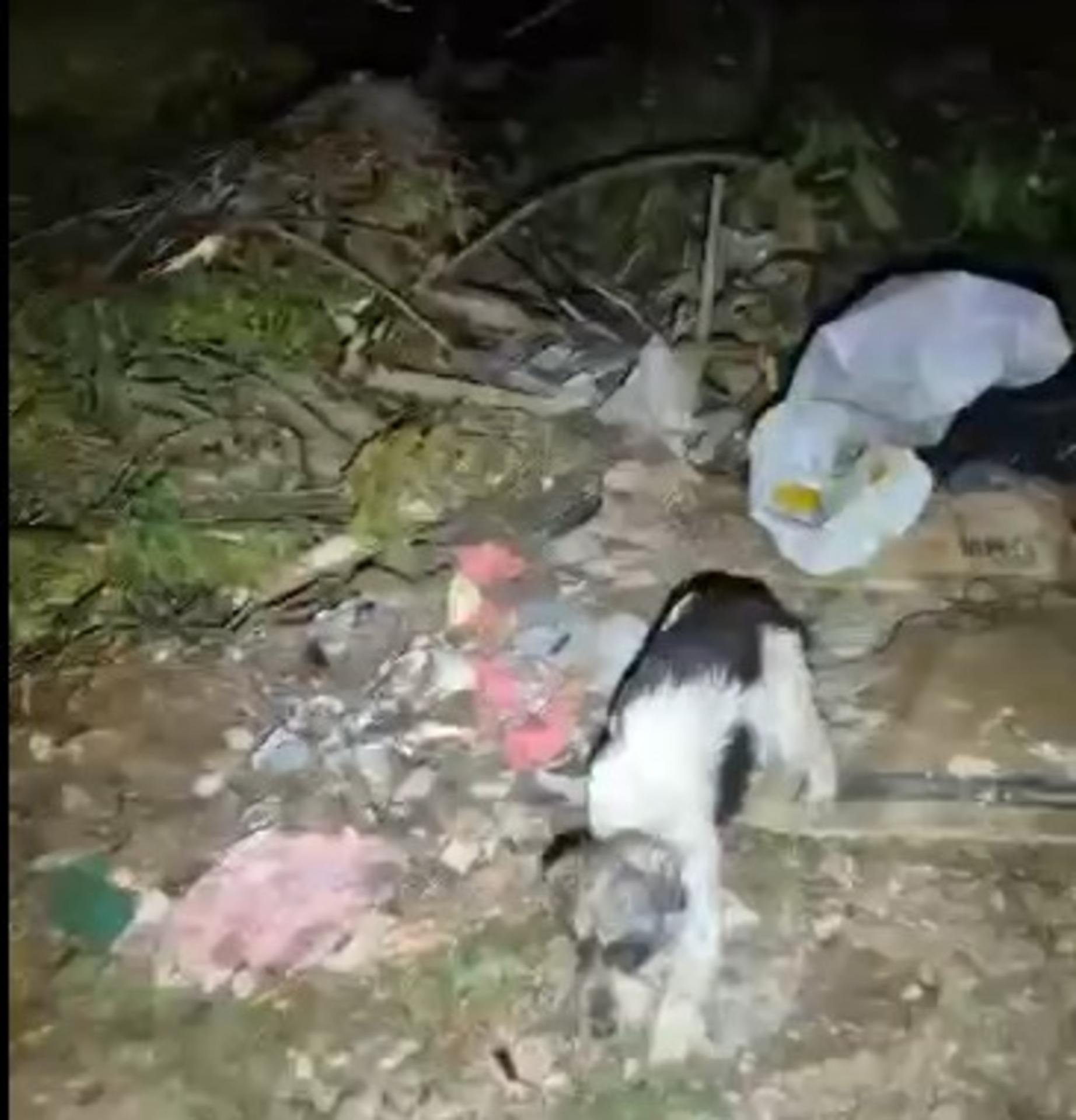 Durante patrulha do 6º BPChoque, cão foi encontrado dentro de uma sacola plástica, com sinais de maus-tratos. O animal fugiu assustado após o resgate. Caso será investigado como crime ambiental.