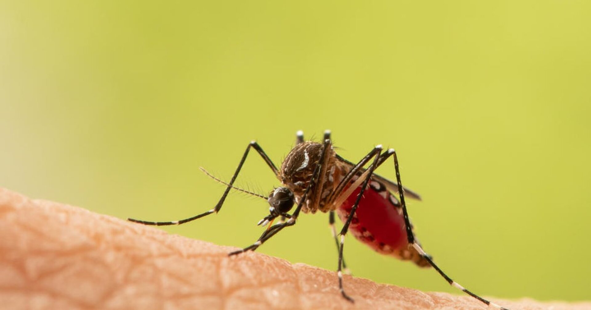 Baldes e vasos continuam sendo os principais focos do mosquito