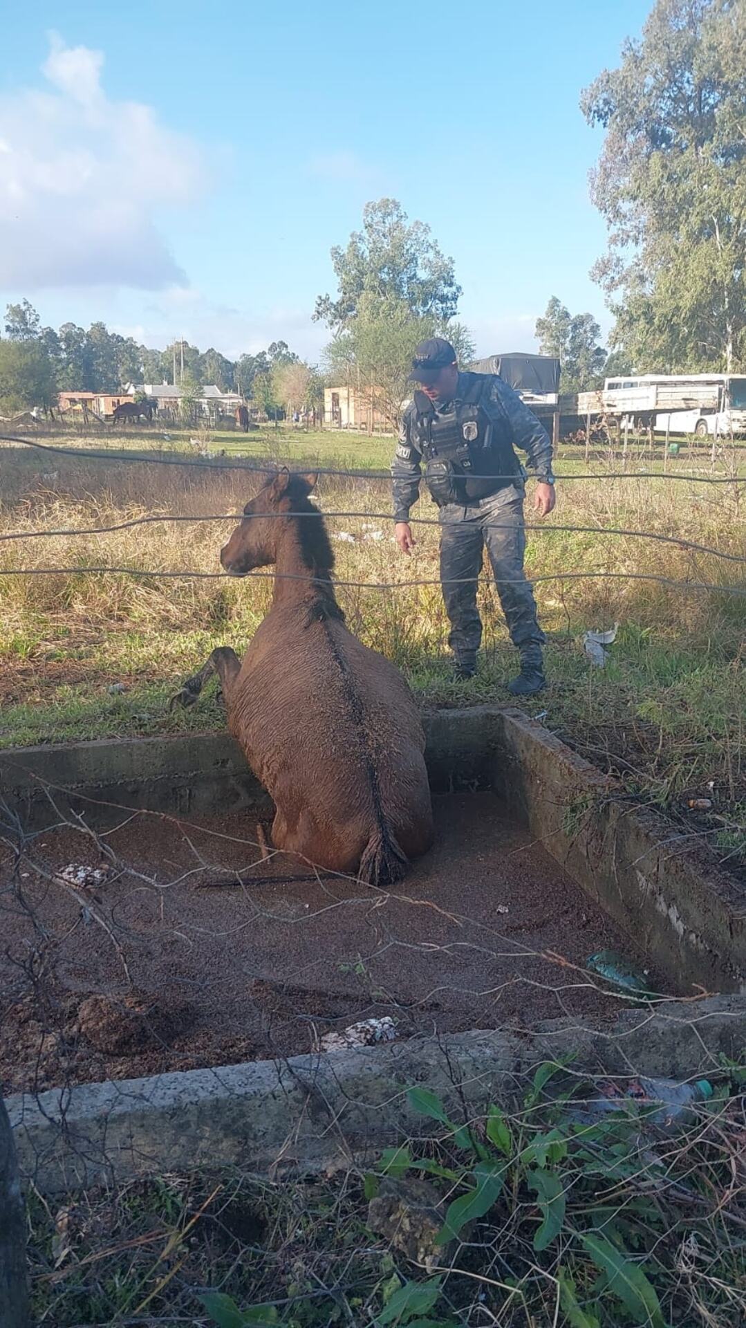 A ação rápida da Fiscalização e da Guarda Municipal evitou danos ao cavalo atolado.
