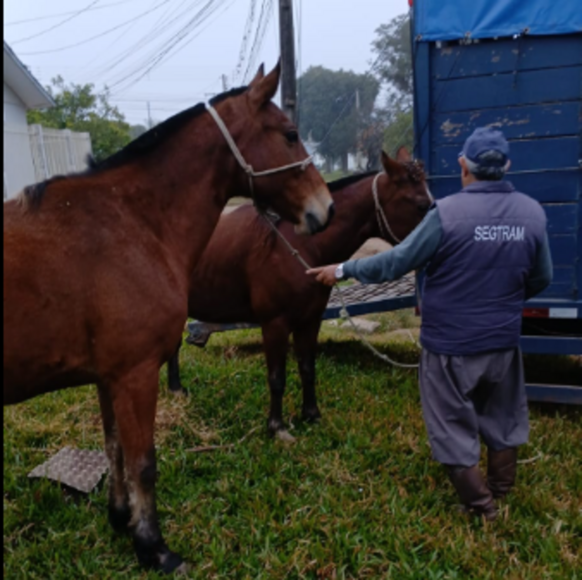 Animais soltos colocam motoristas e pedestres em risco.