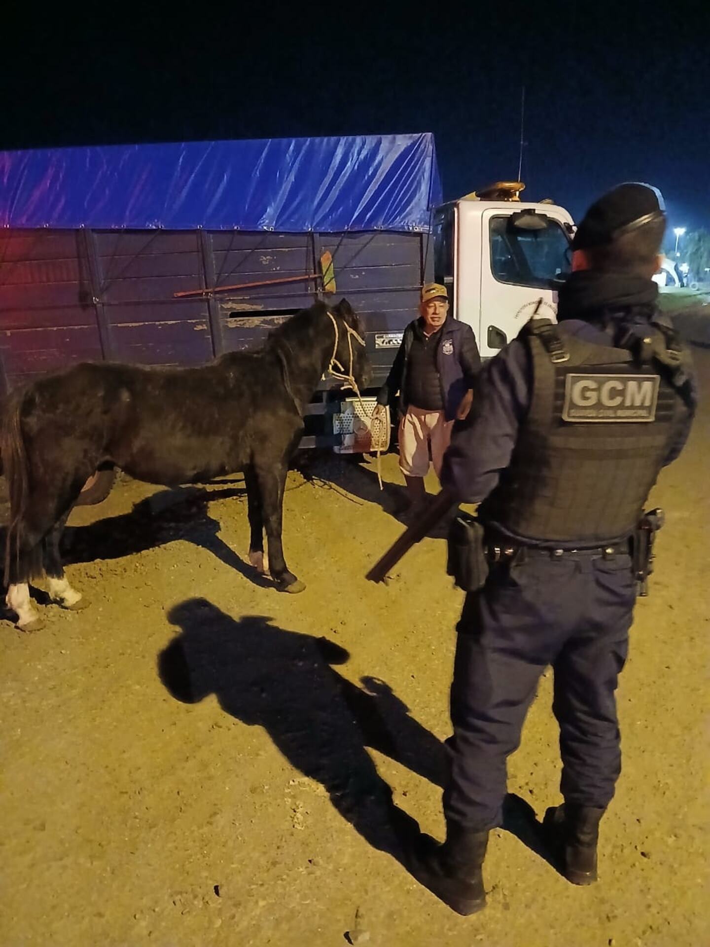 Animais recolhidos em vias públicas permanecem sob guarda até definição legal