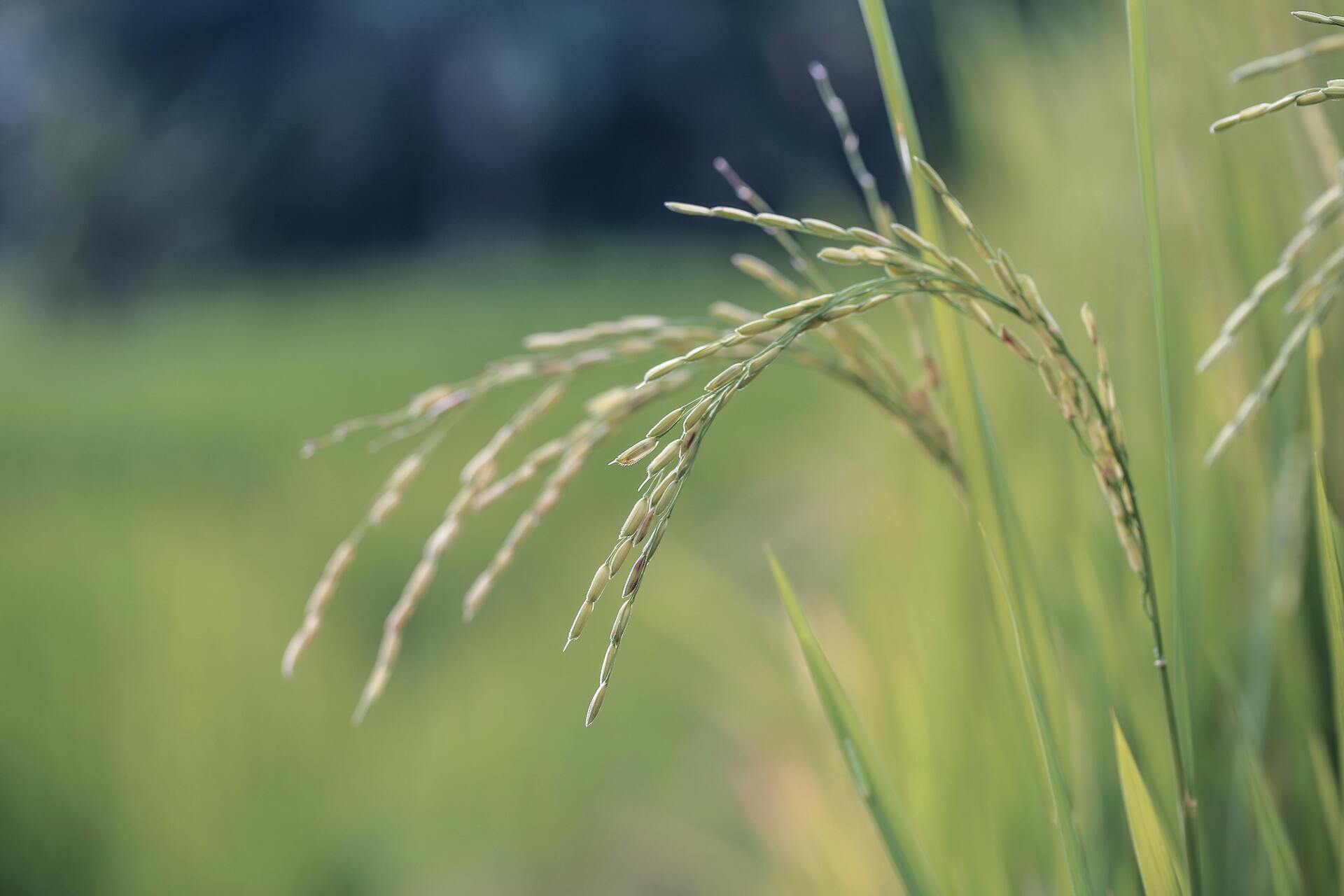 Para o ciclo 2025/2026, o Plano Safra da Agricultura Familiar contará com um volume total de R$ 89 bilhões para políticas de crédito rural
