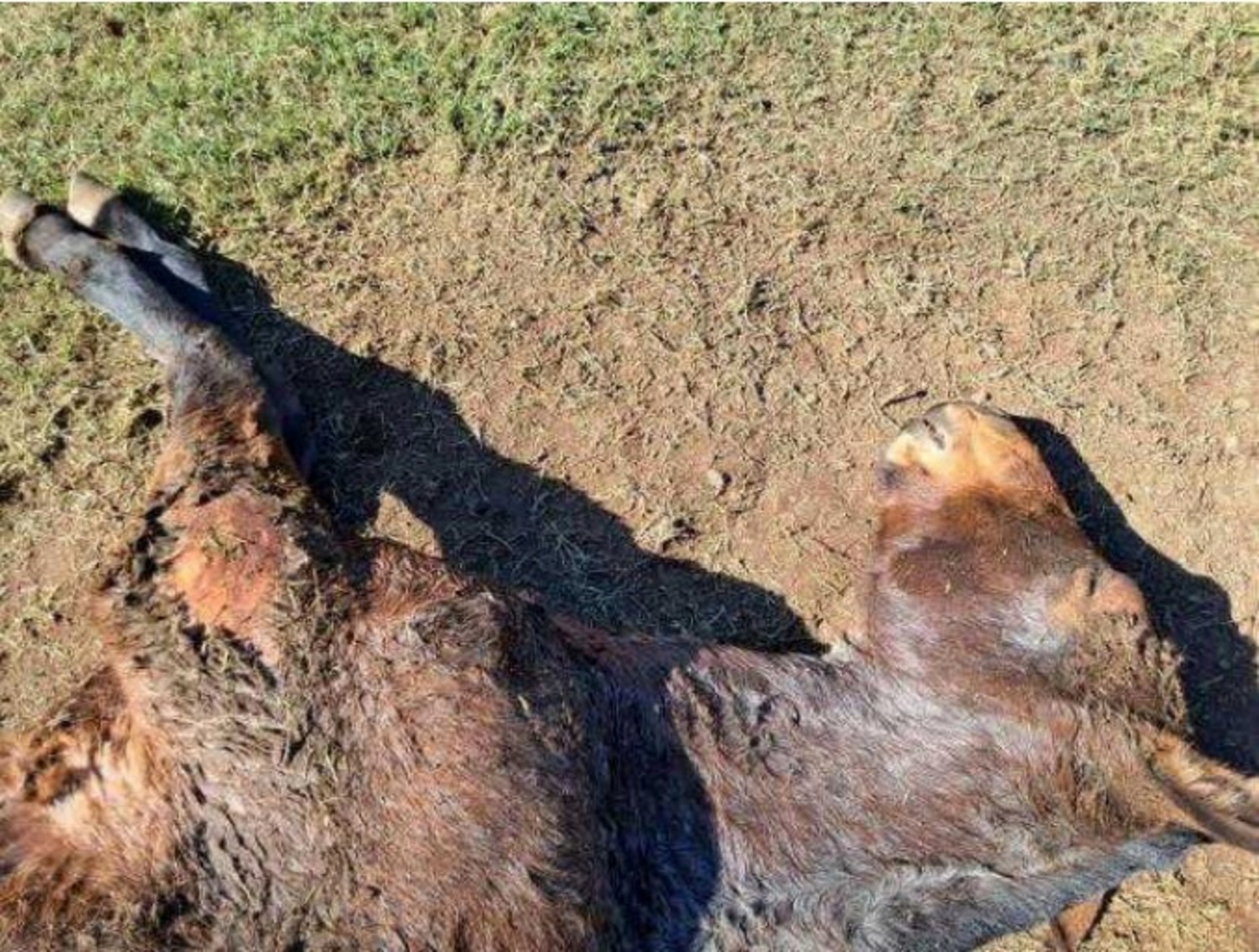 Fiscalização encontrou indícios de maus tratos aos animais da propriedade