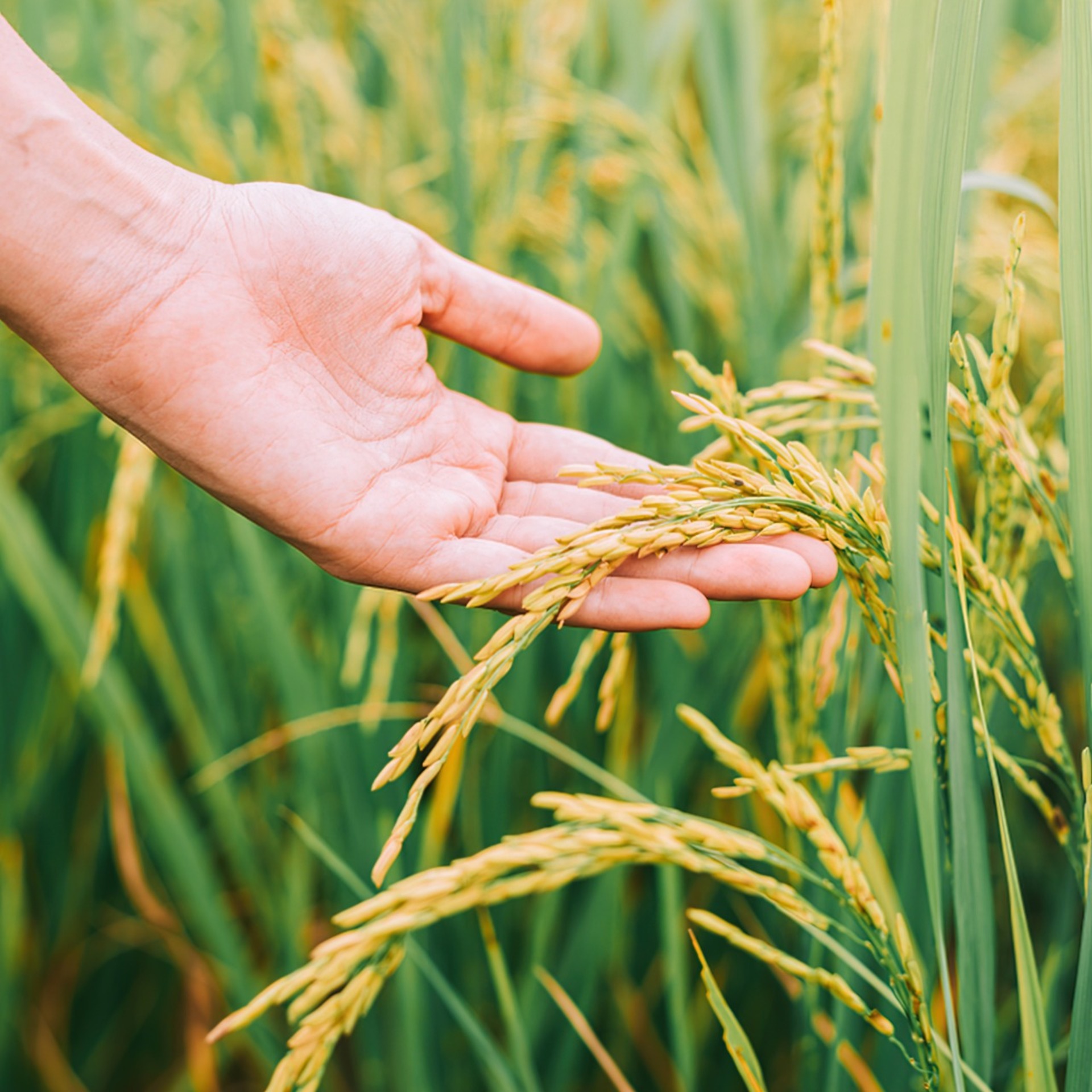 Participação arrozeira terá também discussões relacionadas à cadeia orizícola no Dia do Arroz