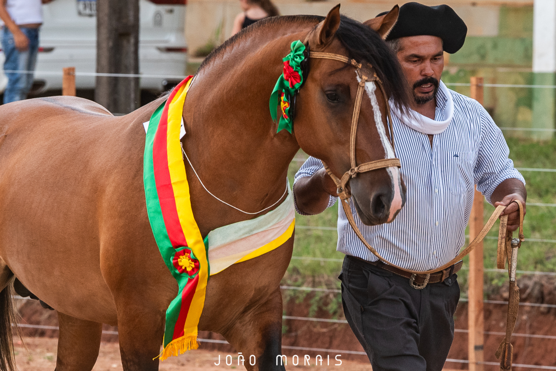 Remate e provas iniciais da ABCCC mobilizam criadores e avaliam cavalos, abrindo o calendário 2025 da raça.