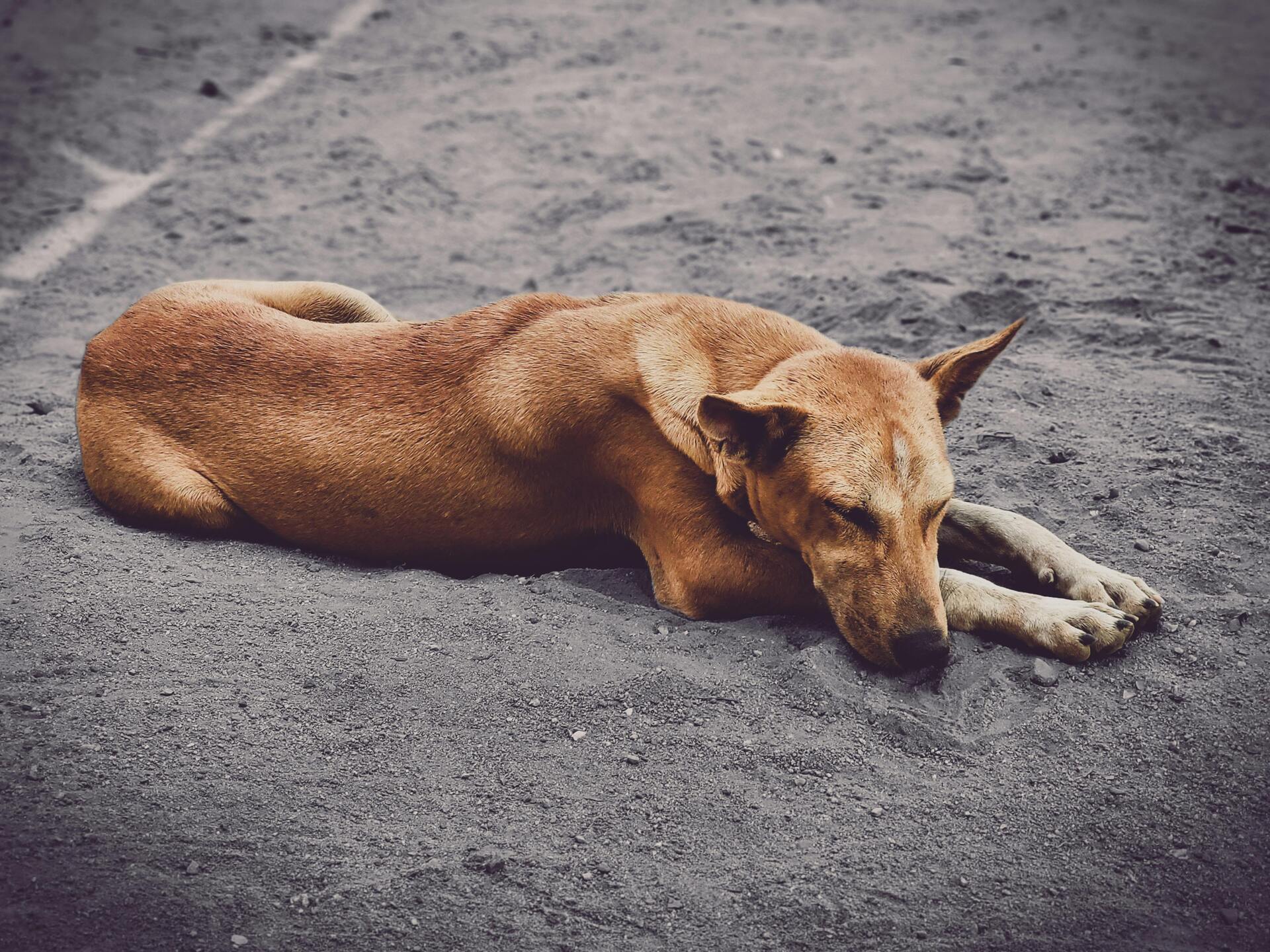 A proposta busca estimular políticas públicas de proteção animal e ampliar o engajamento da comunidade 