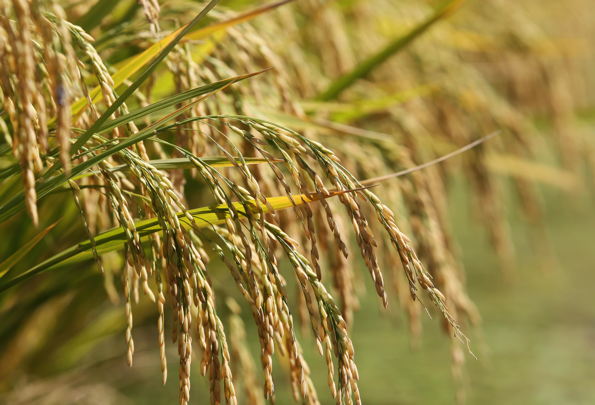 Entidade alerta presidência da República para concorrência desleal de importados e risco de impacto na segurança alimentar
