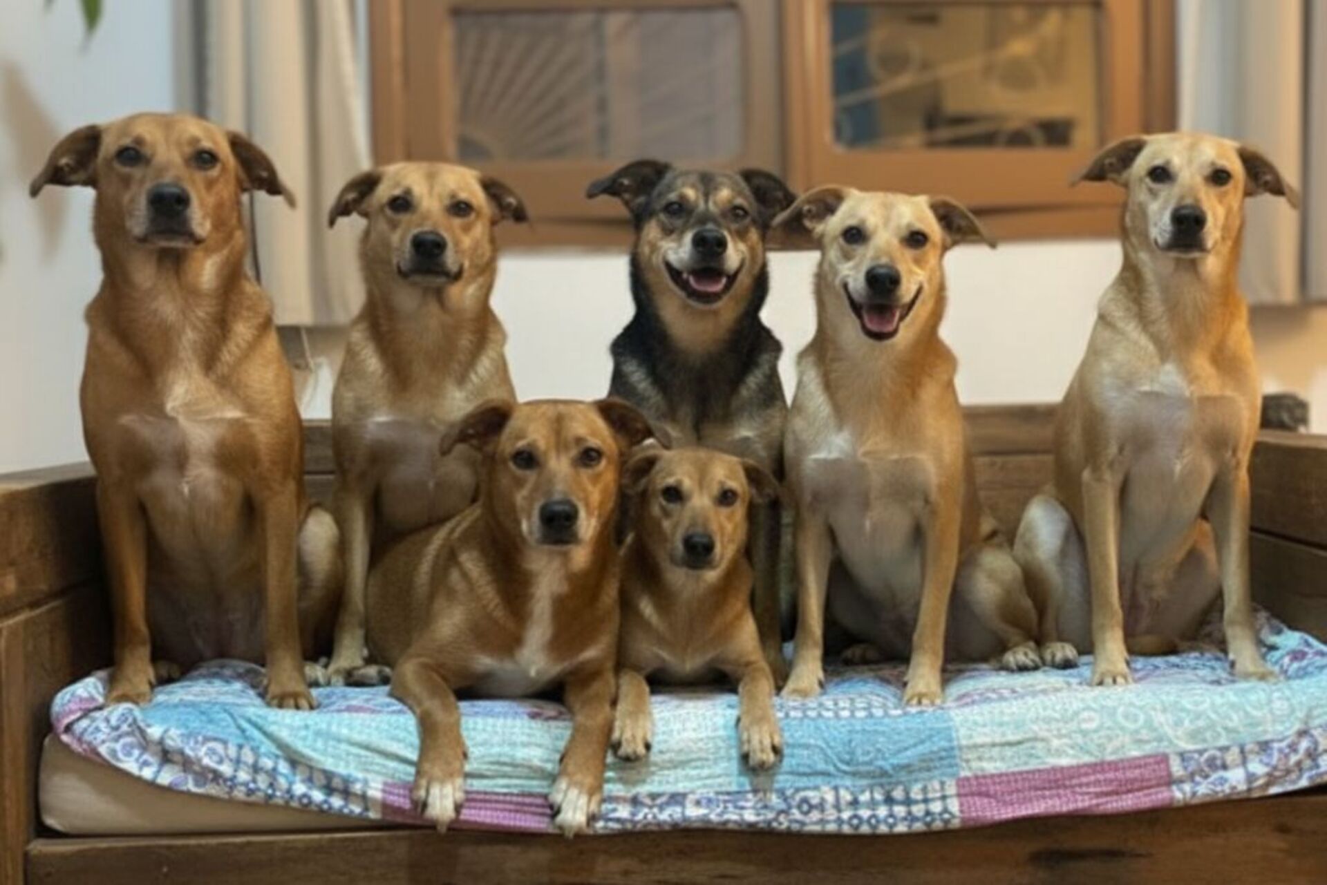 A Associação Vira Lata recebe doações durante todo o ano para brechó e cuidados contínuos com animais carentes em Uruguaiana