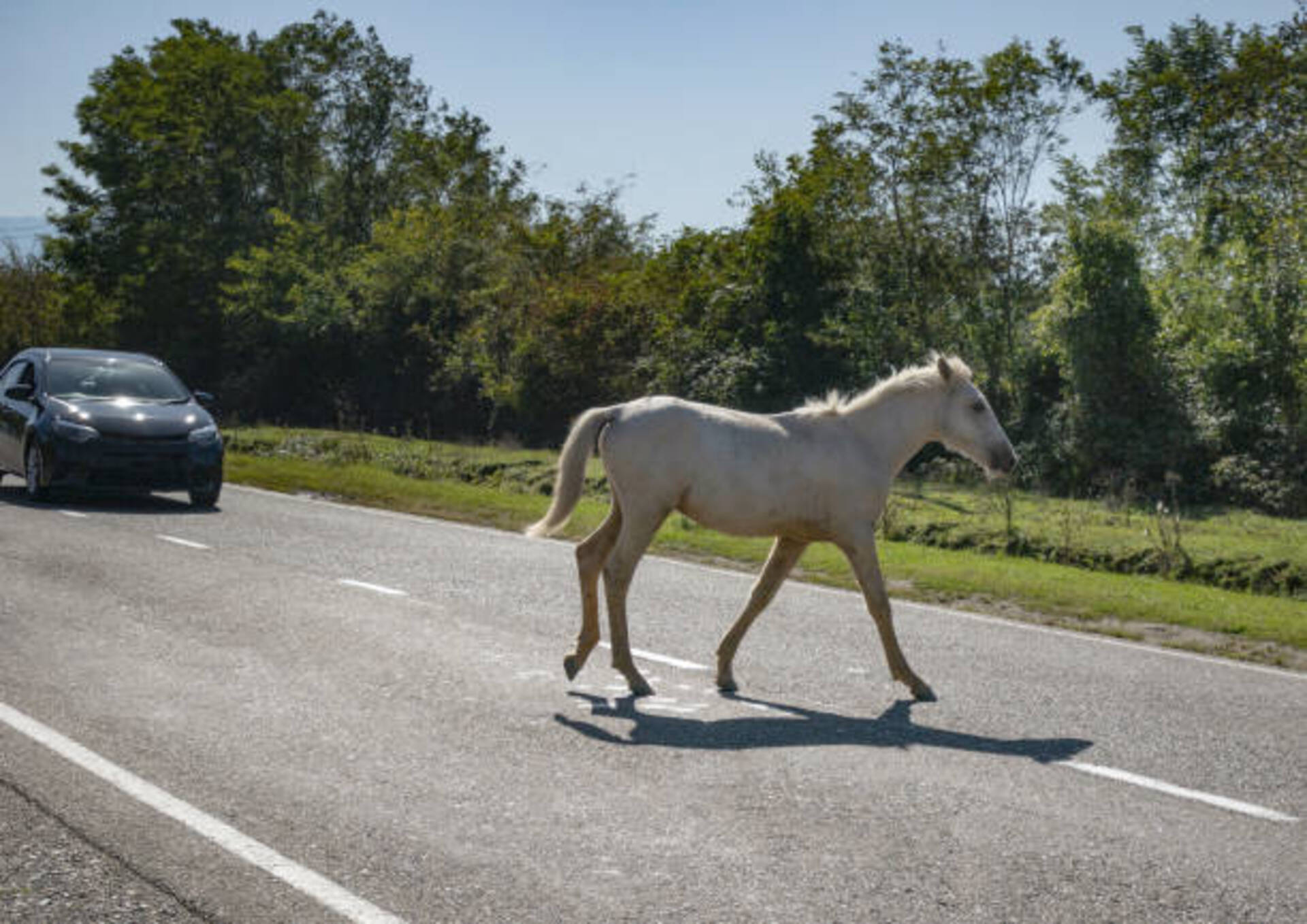 Proprietários são legalmente responsáveis pelos animais soltos