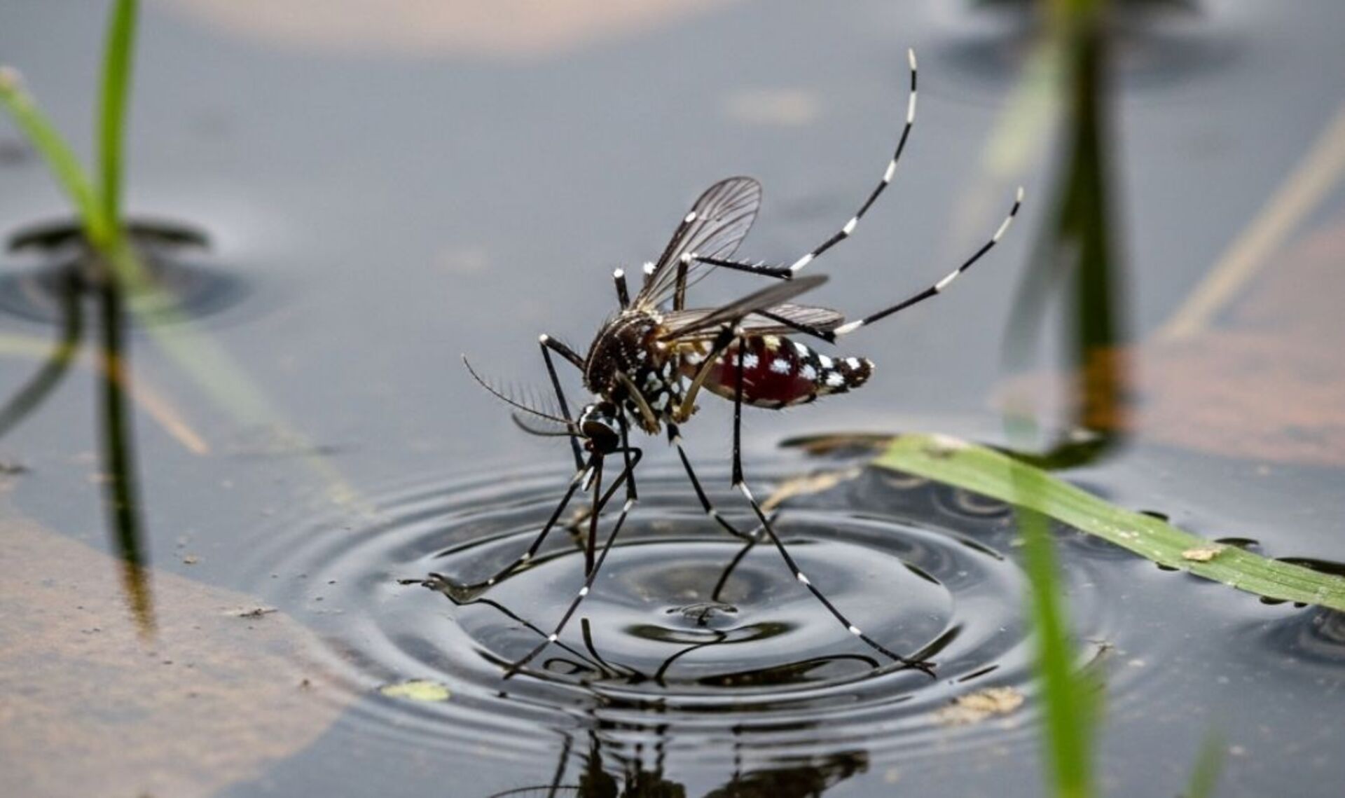Dois novos casos de dengue aumentam a atenção à prevenção, com foco na eliminação de criadouros do mosquito.
