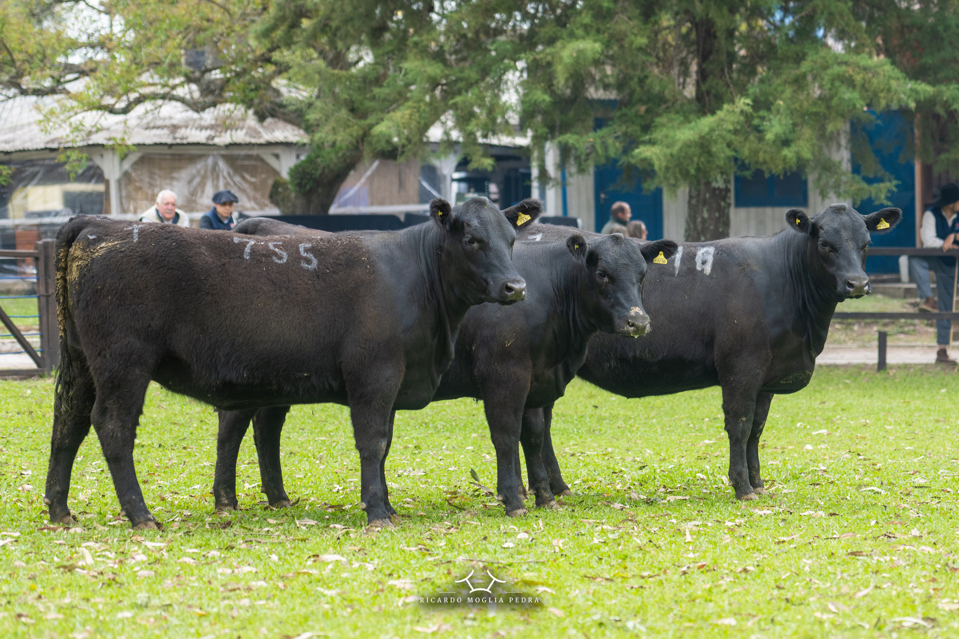Cabanha levou os títulos de Grande Campeã Individual da exposição, Reservada Grande Campeã e terceira melhor fêmea